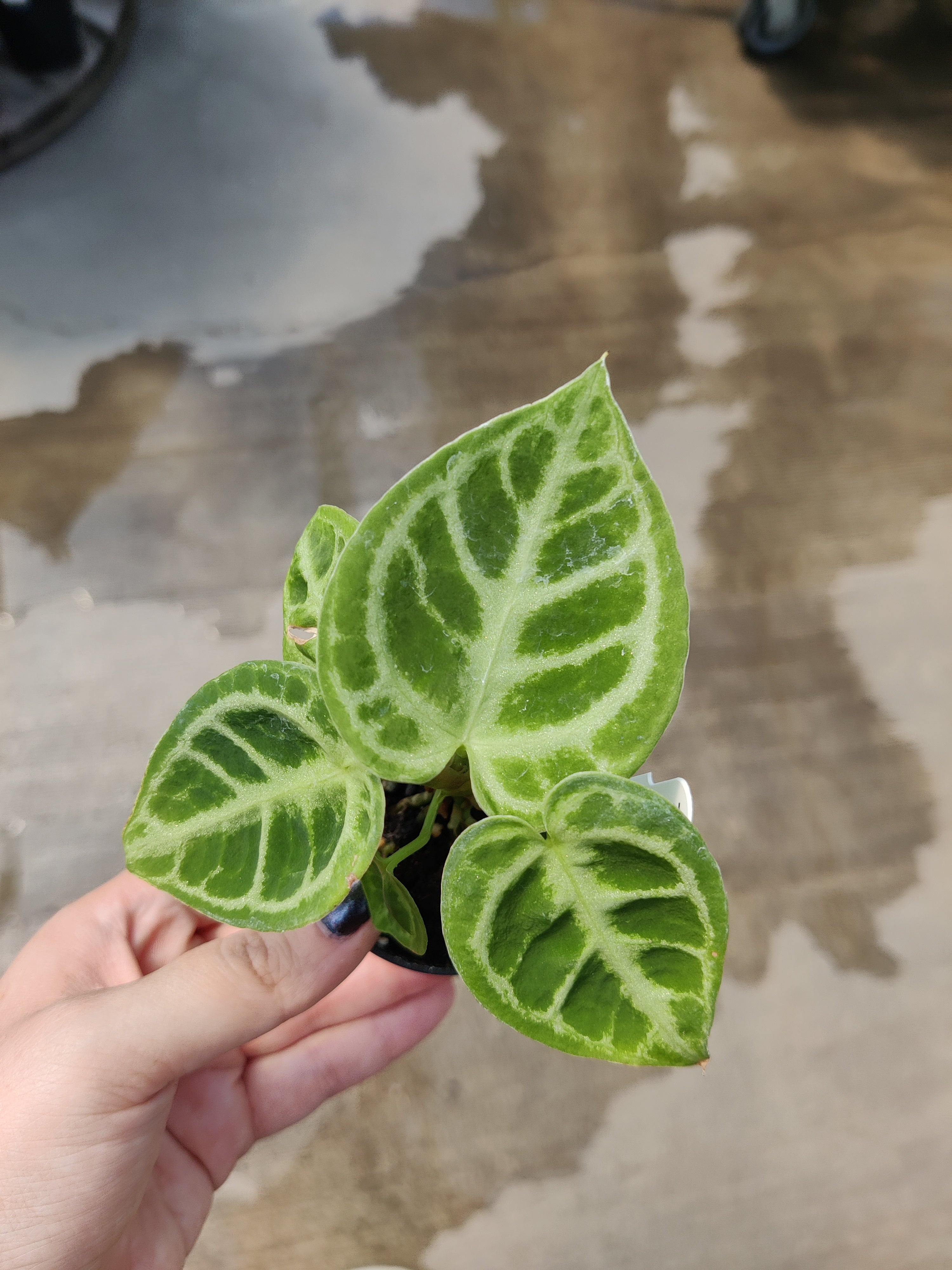 Alocasia, Dorayaki