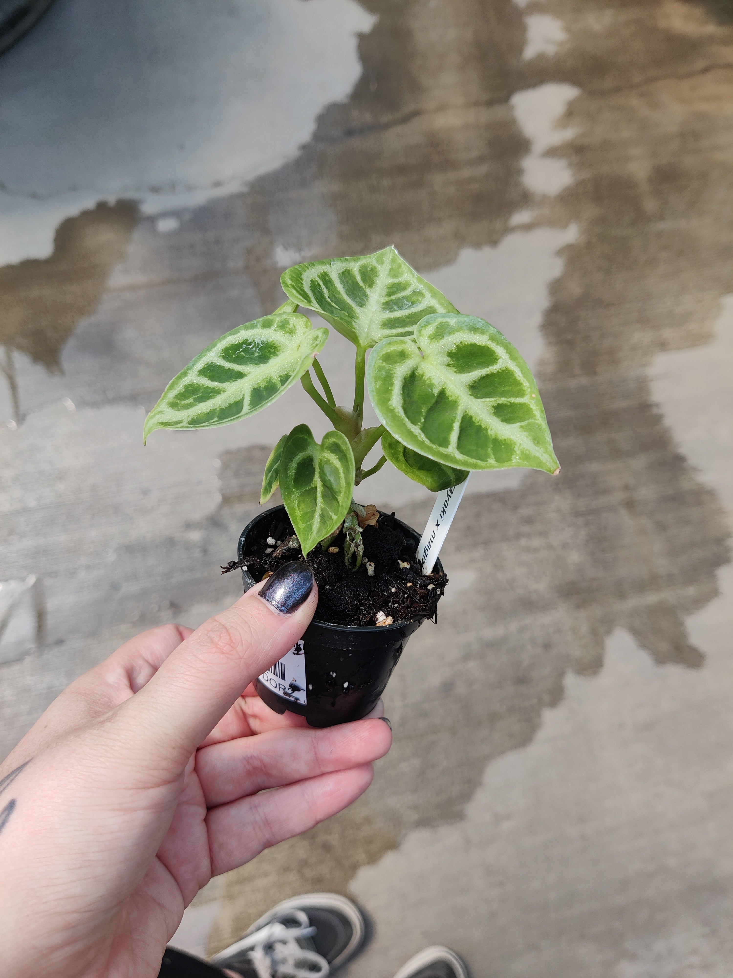 Alocasia, Dorayaki