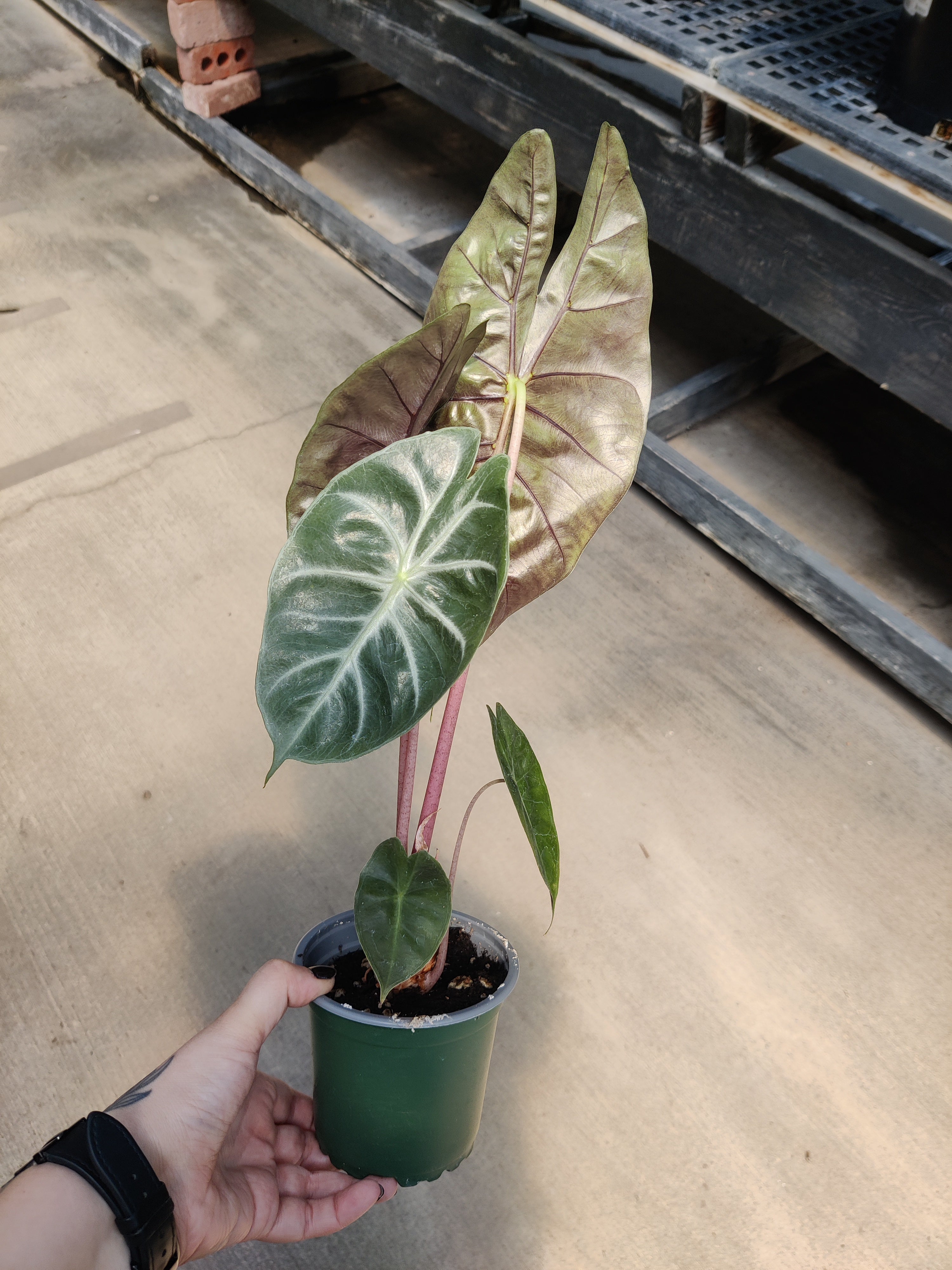 Alocasia, Pink Princess