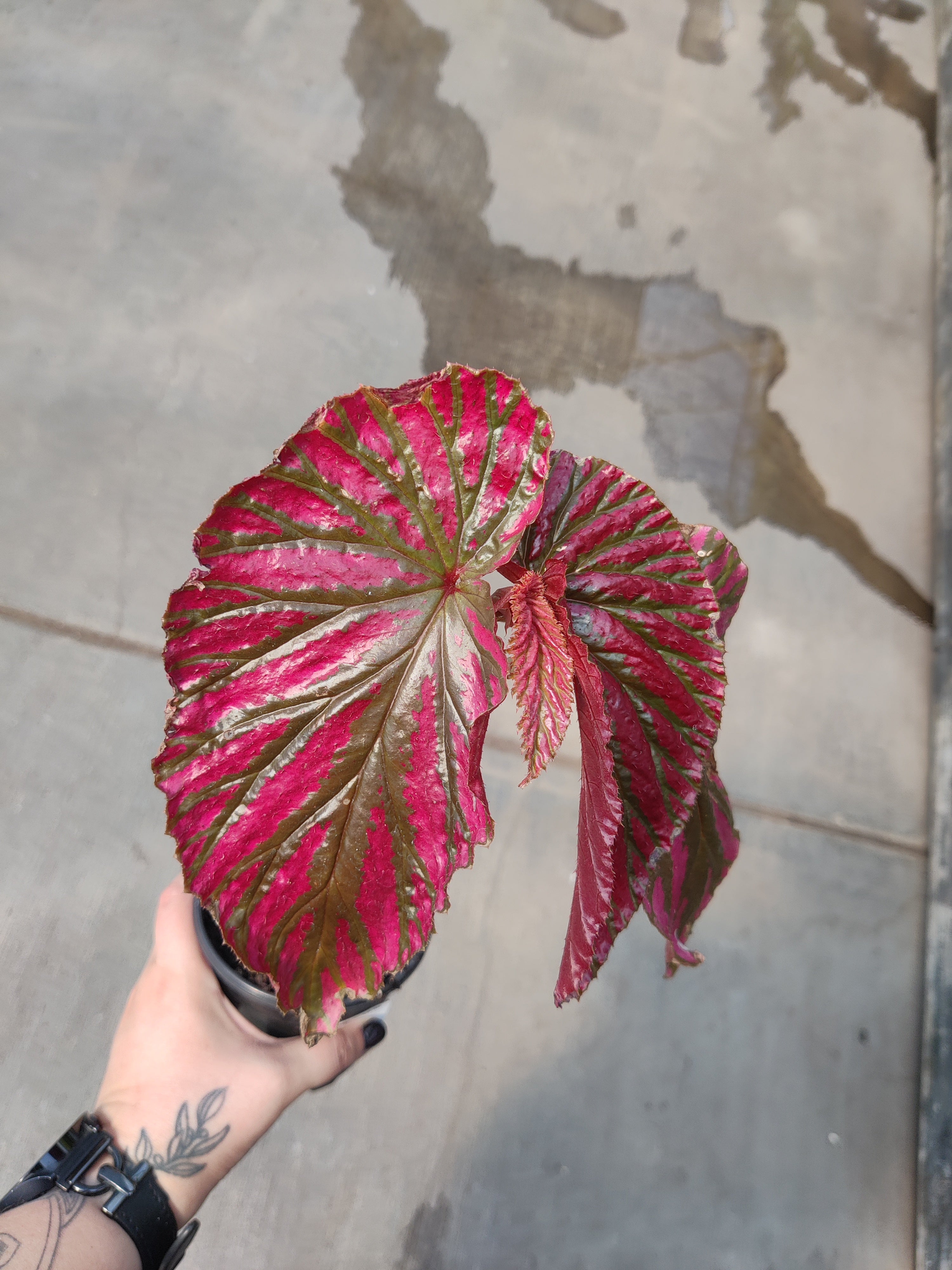Begonia, Exotica