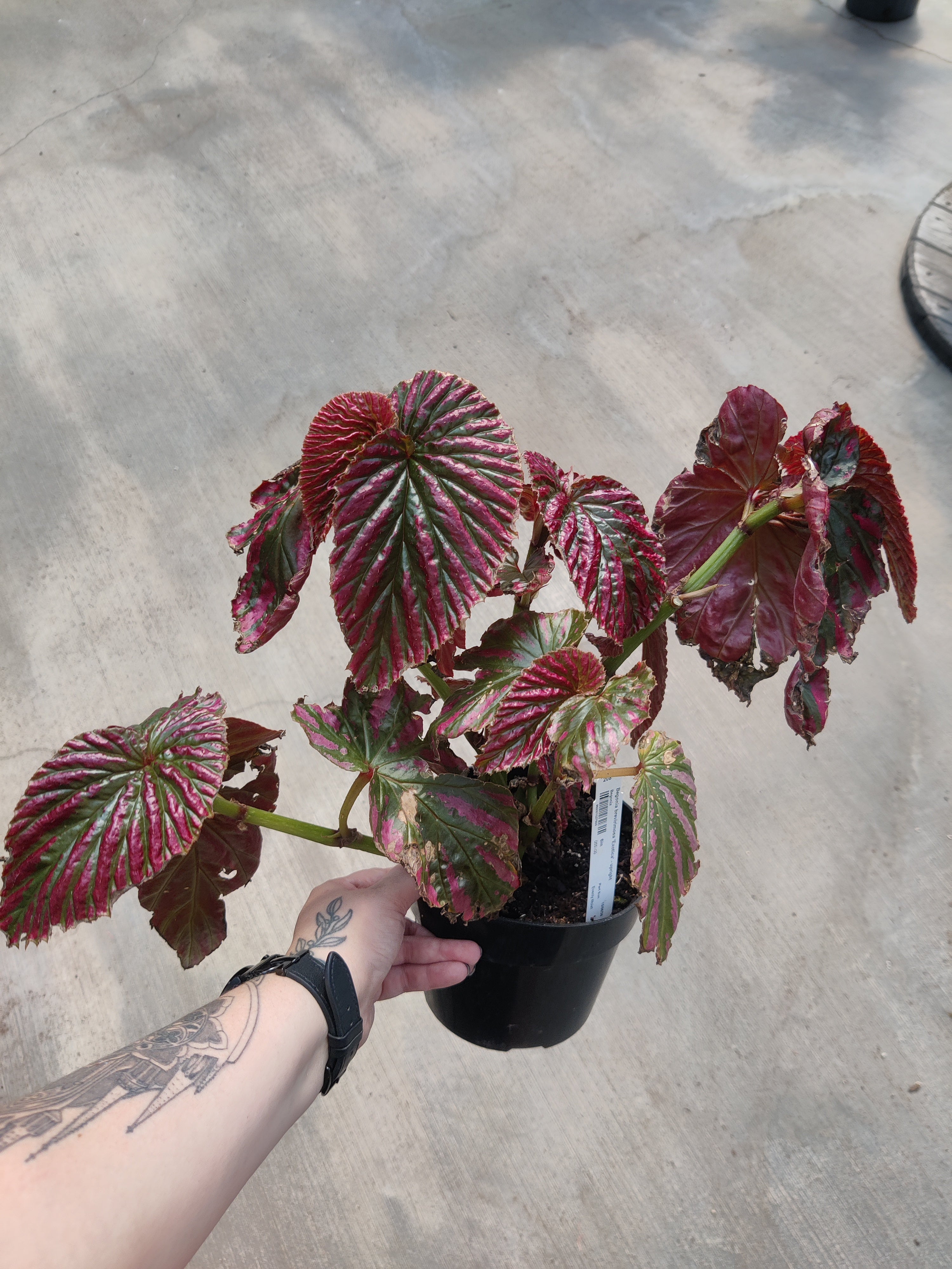 Begonia, Exotica