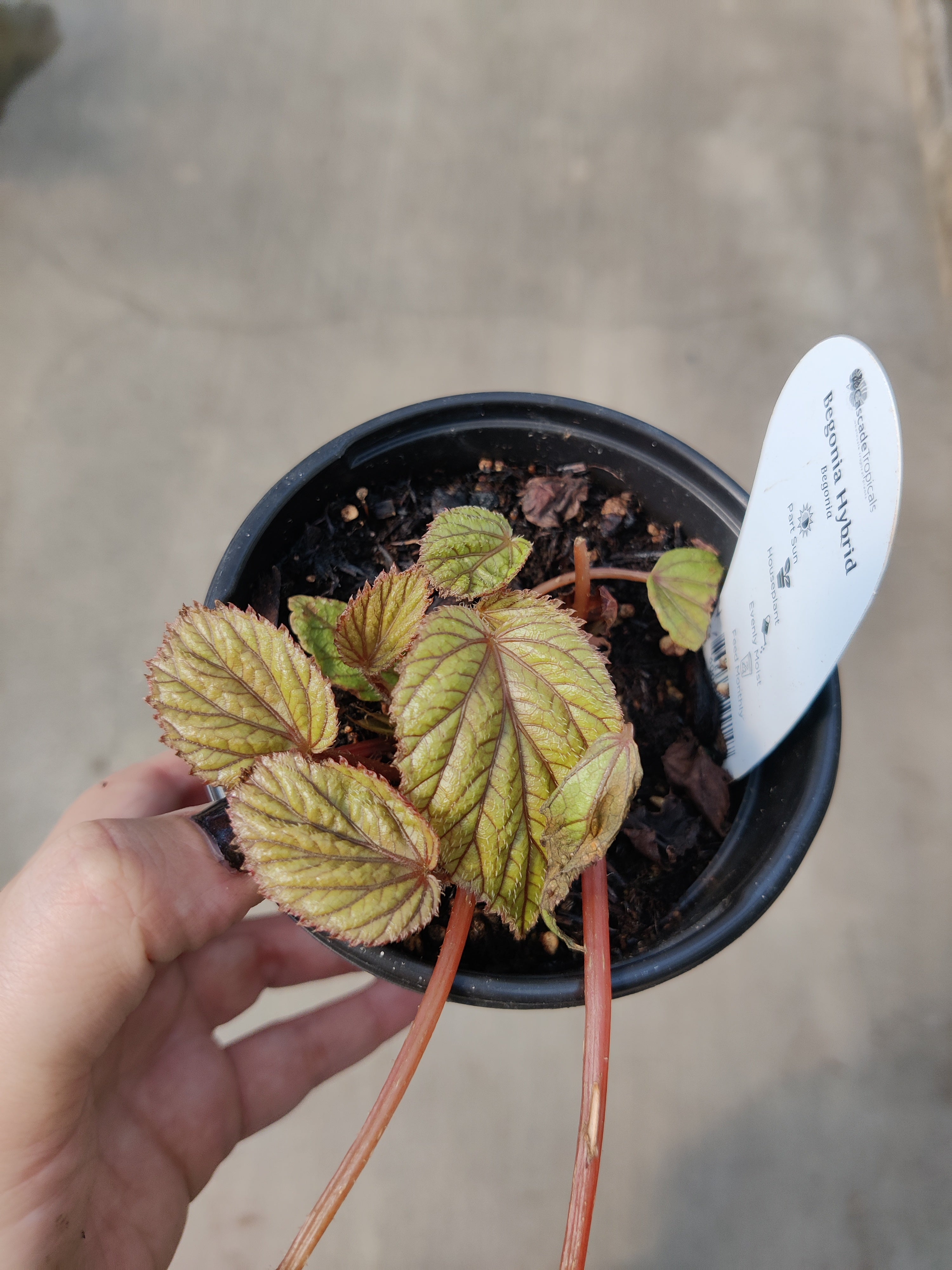 Begonia, Abdullahpieei