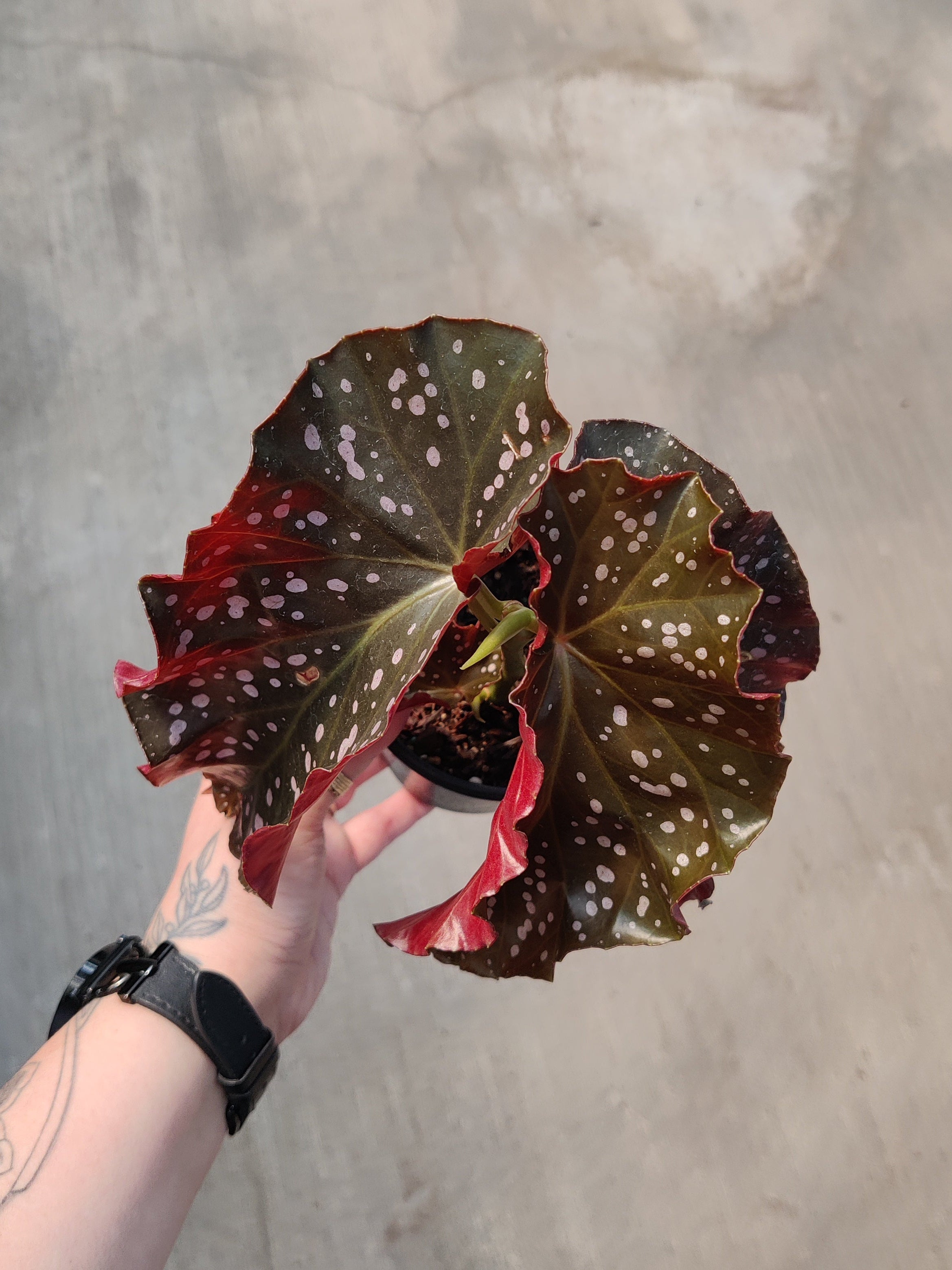 Begonia, Cracklin' Rosie