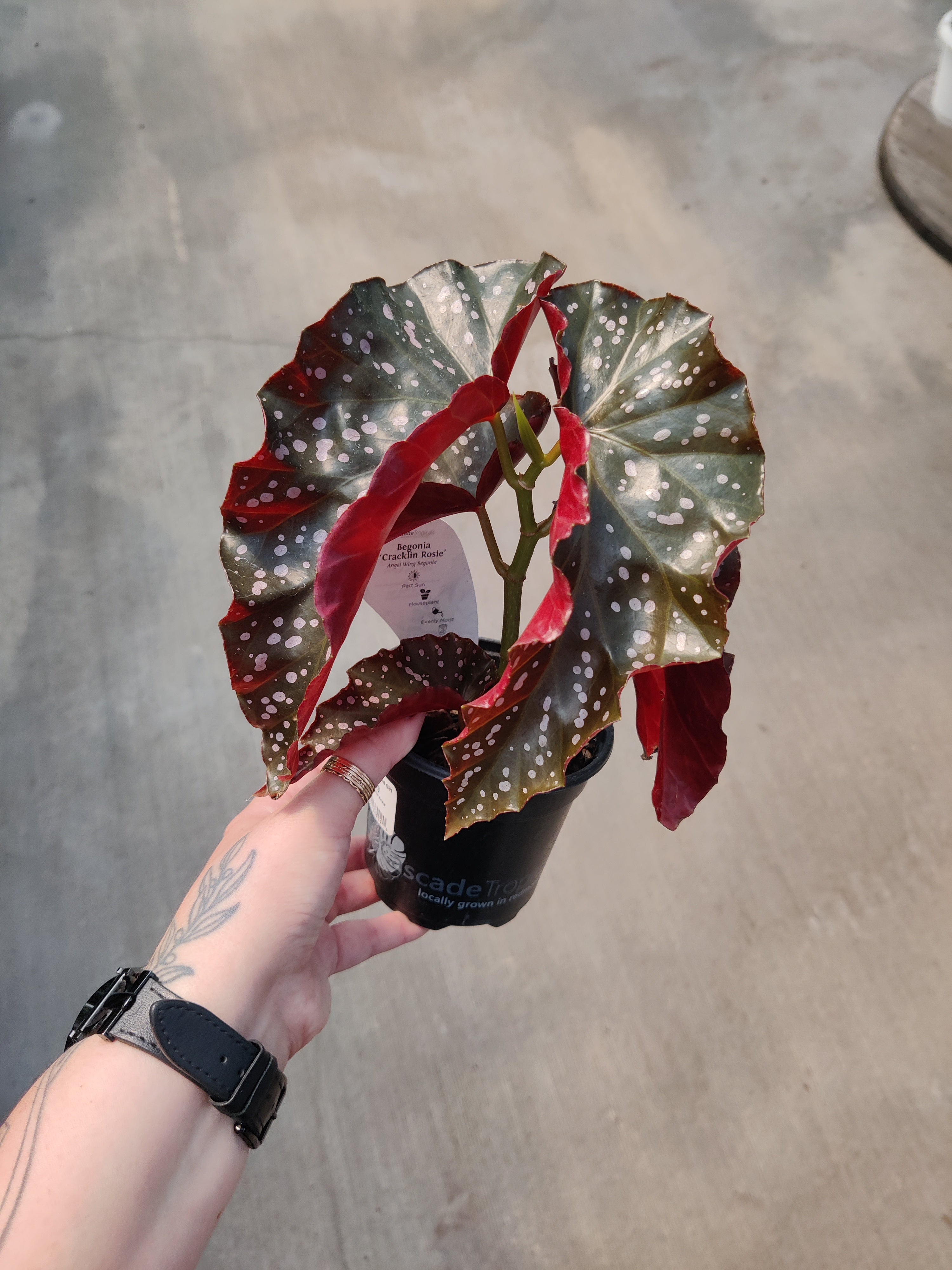 Begonia, Cracklin' Rosie