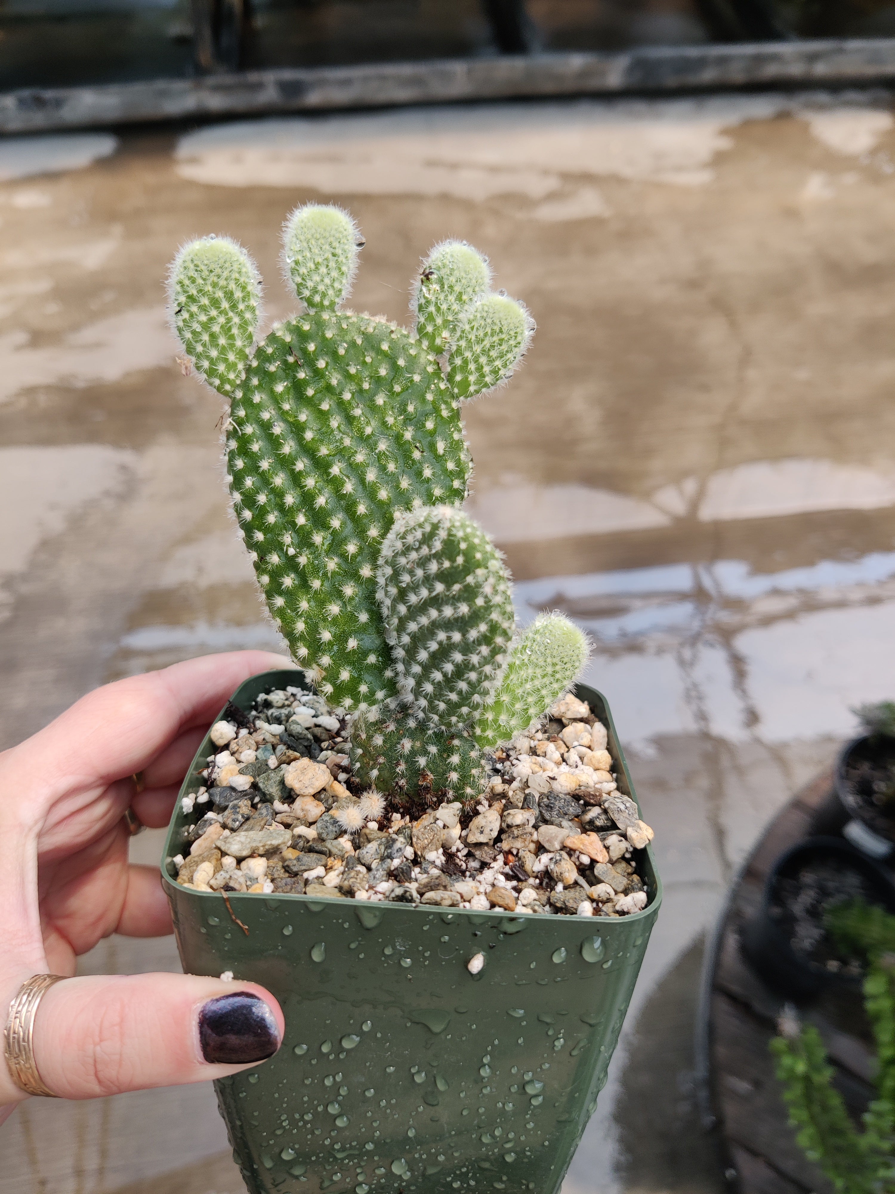 Cactus, Bunny Ear