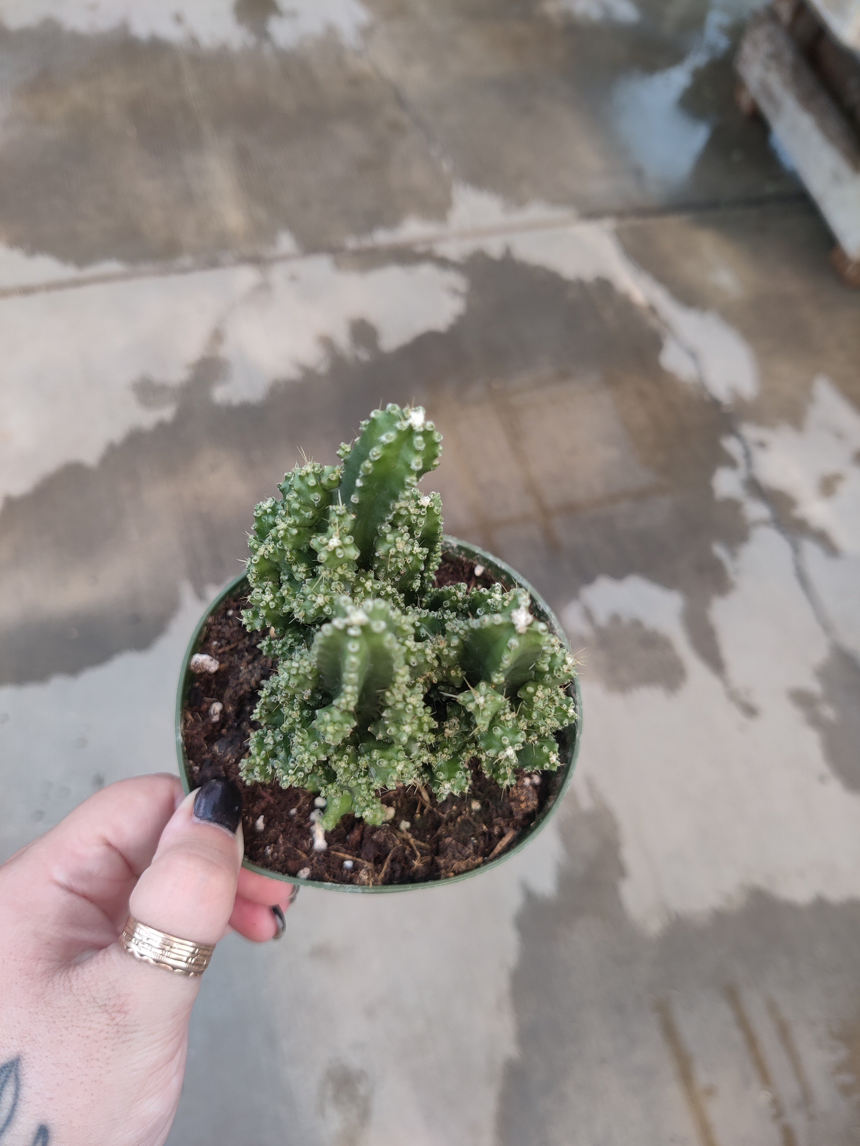 Cactus, Fairy Castle