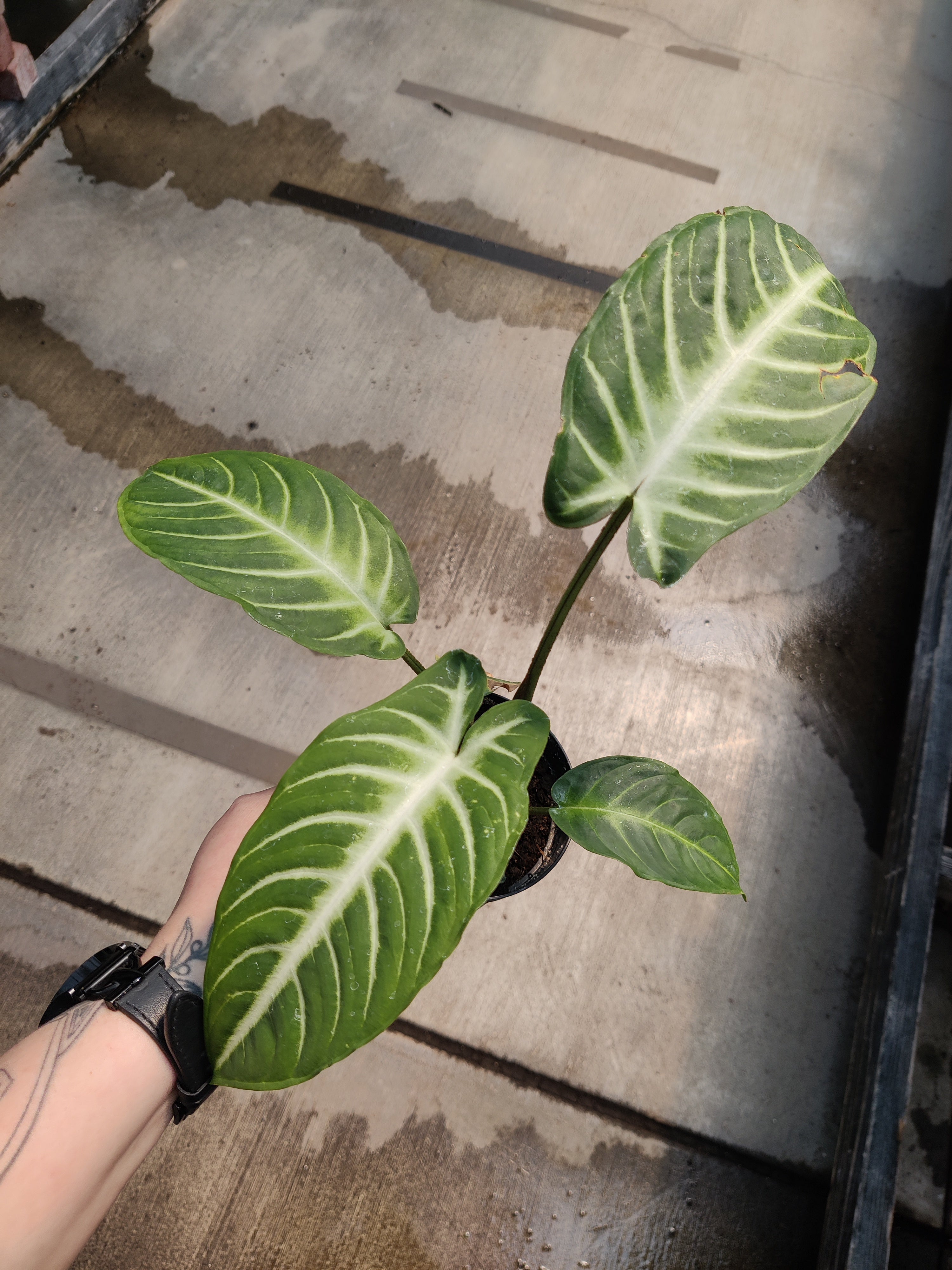 Caladium, Magnificum