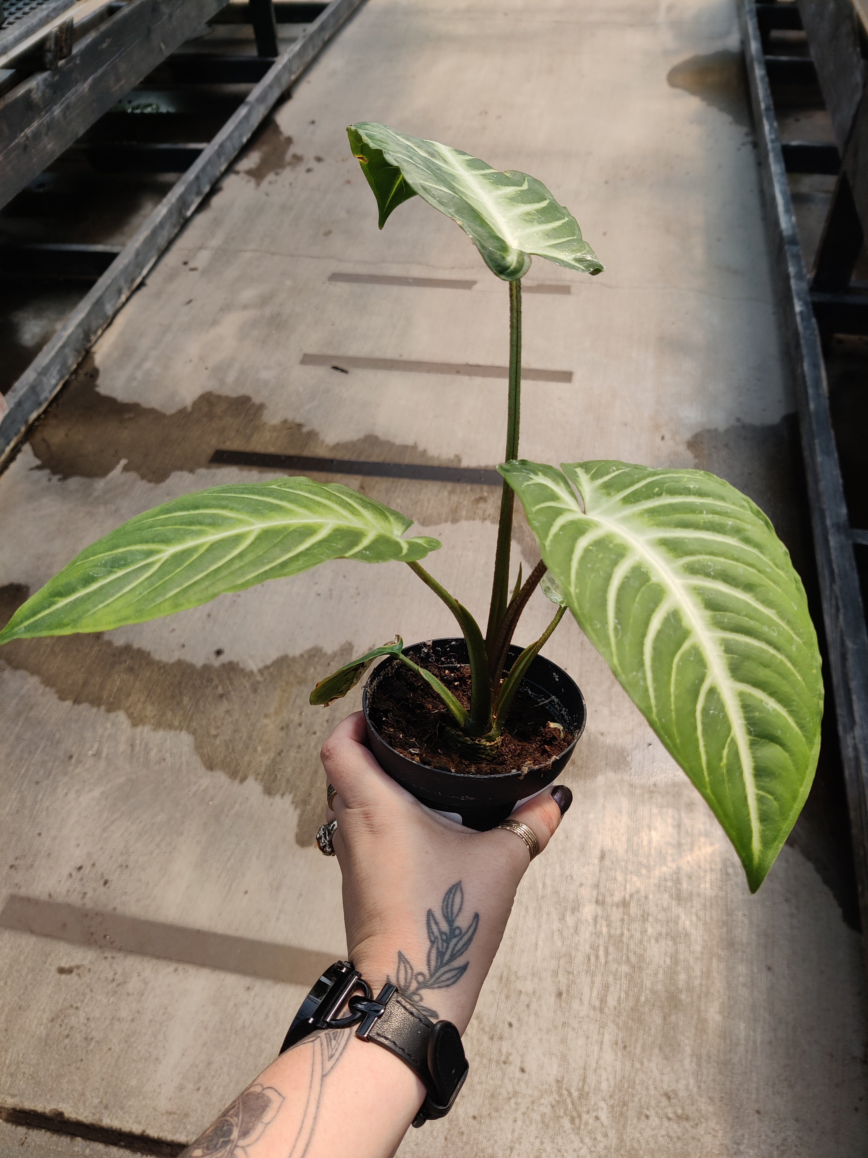 Caladium, Magnificum