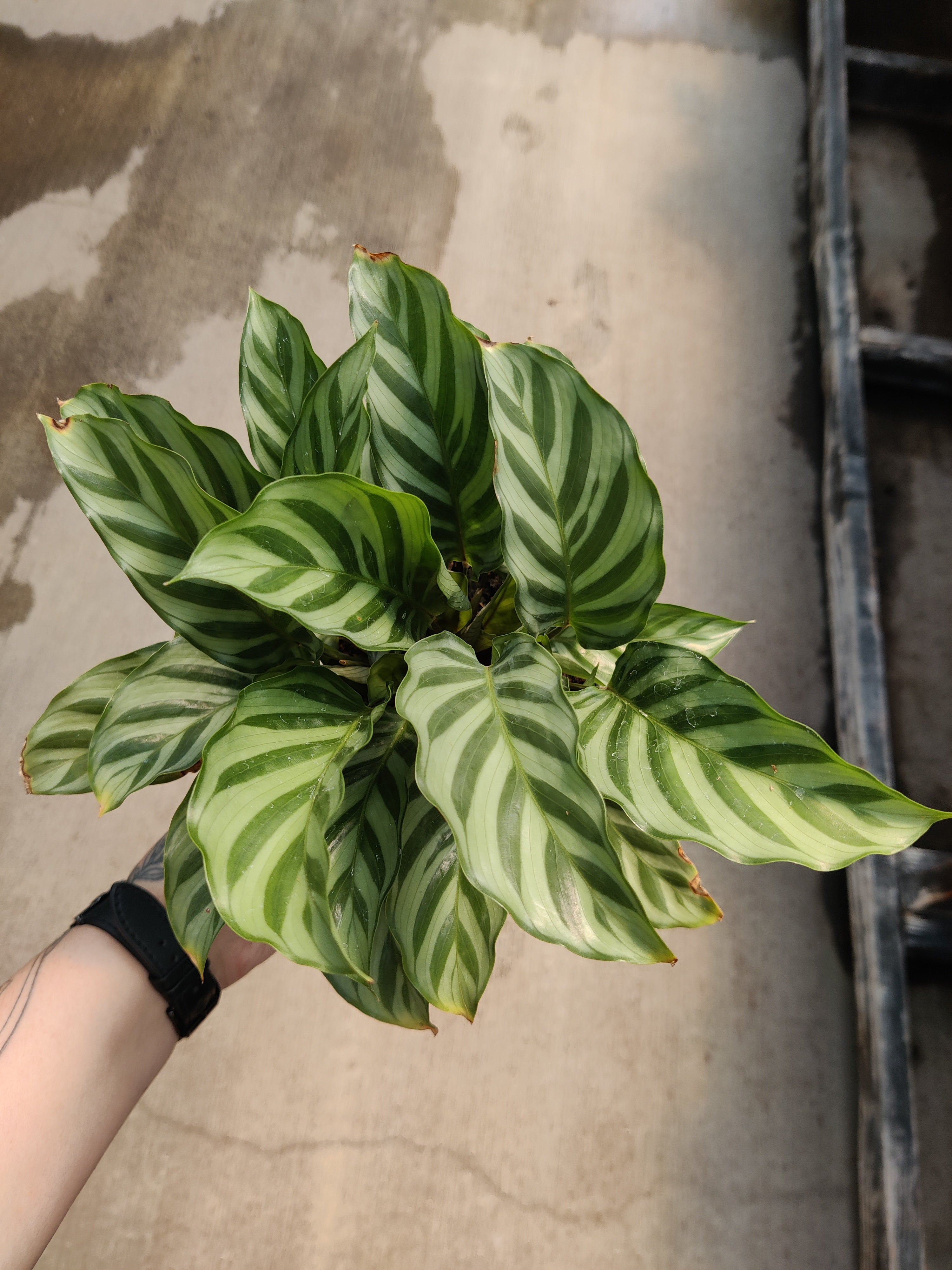 Calathea, Concinna