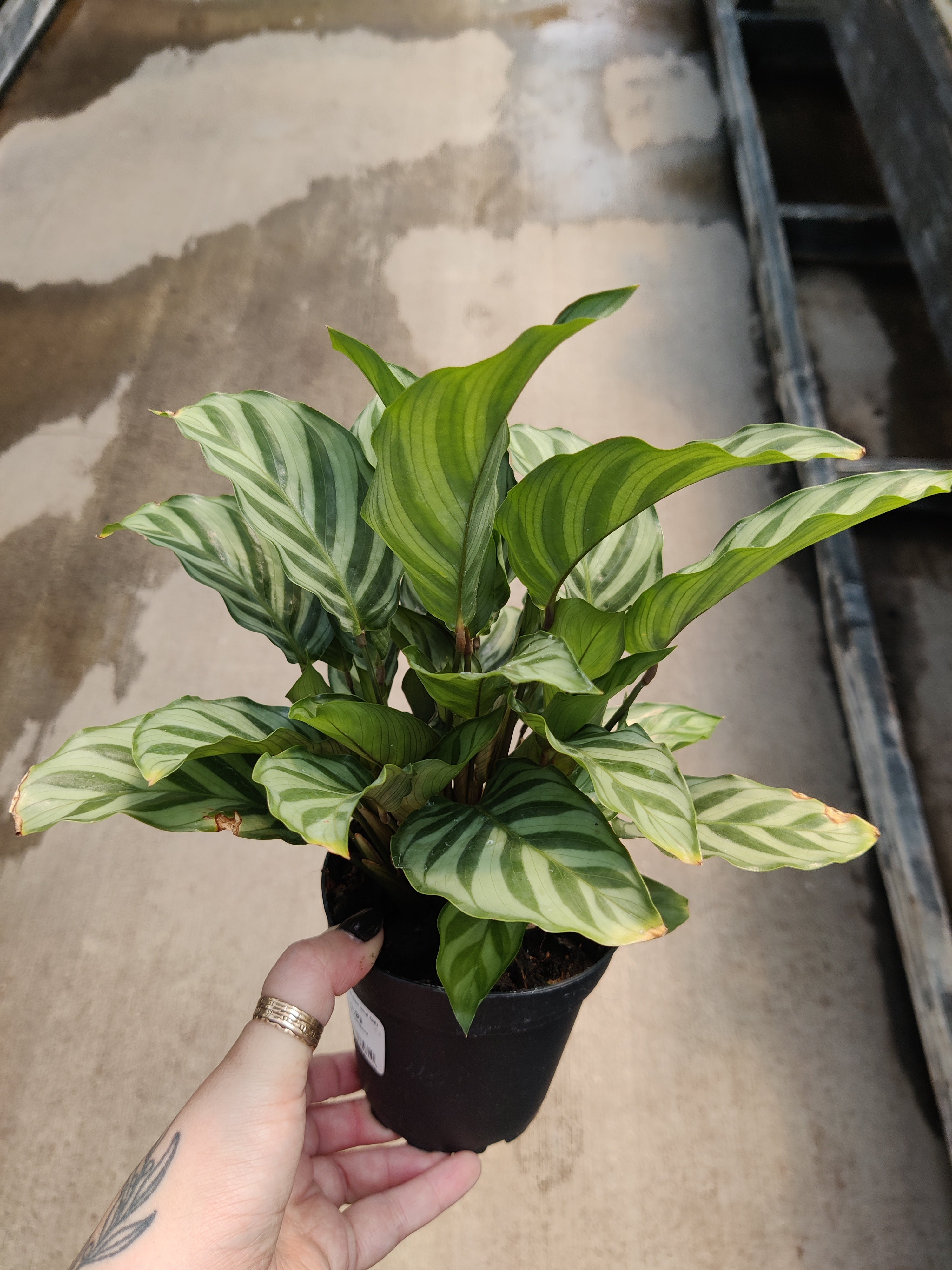 Calathea, Concinna