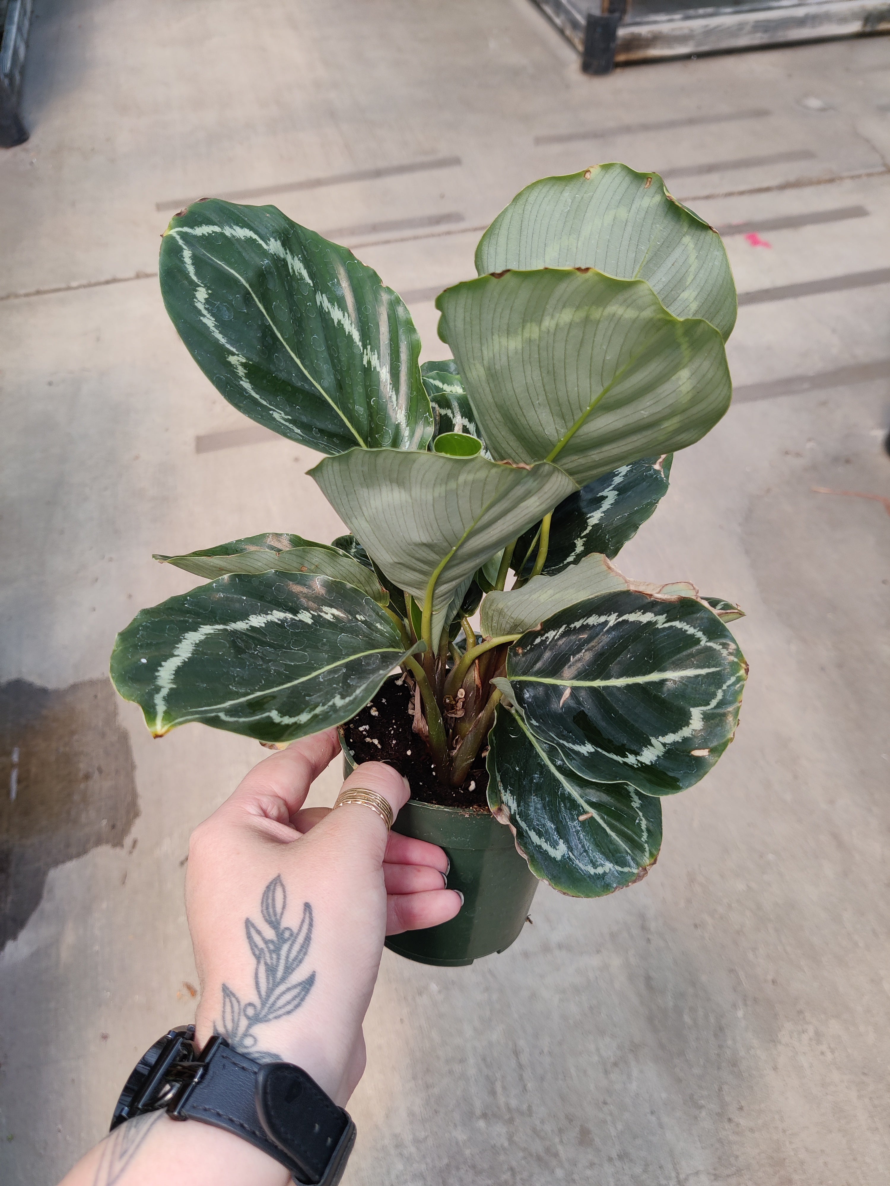 Calathea, Green Goddess