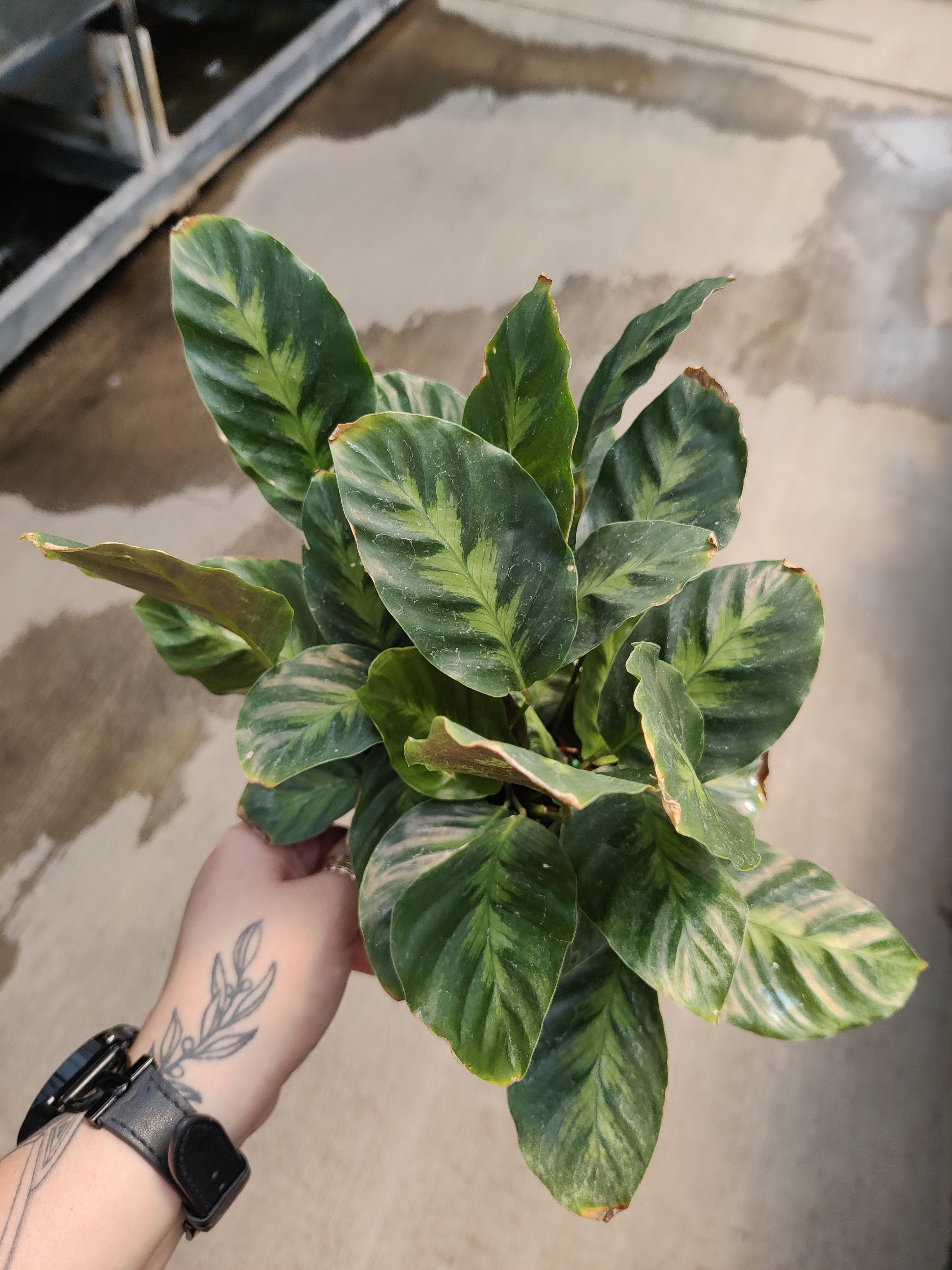 Calathea, Misto