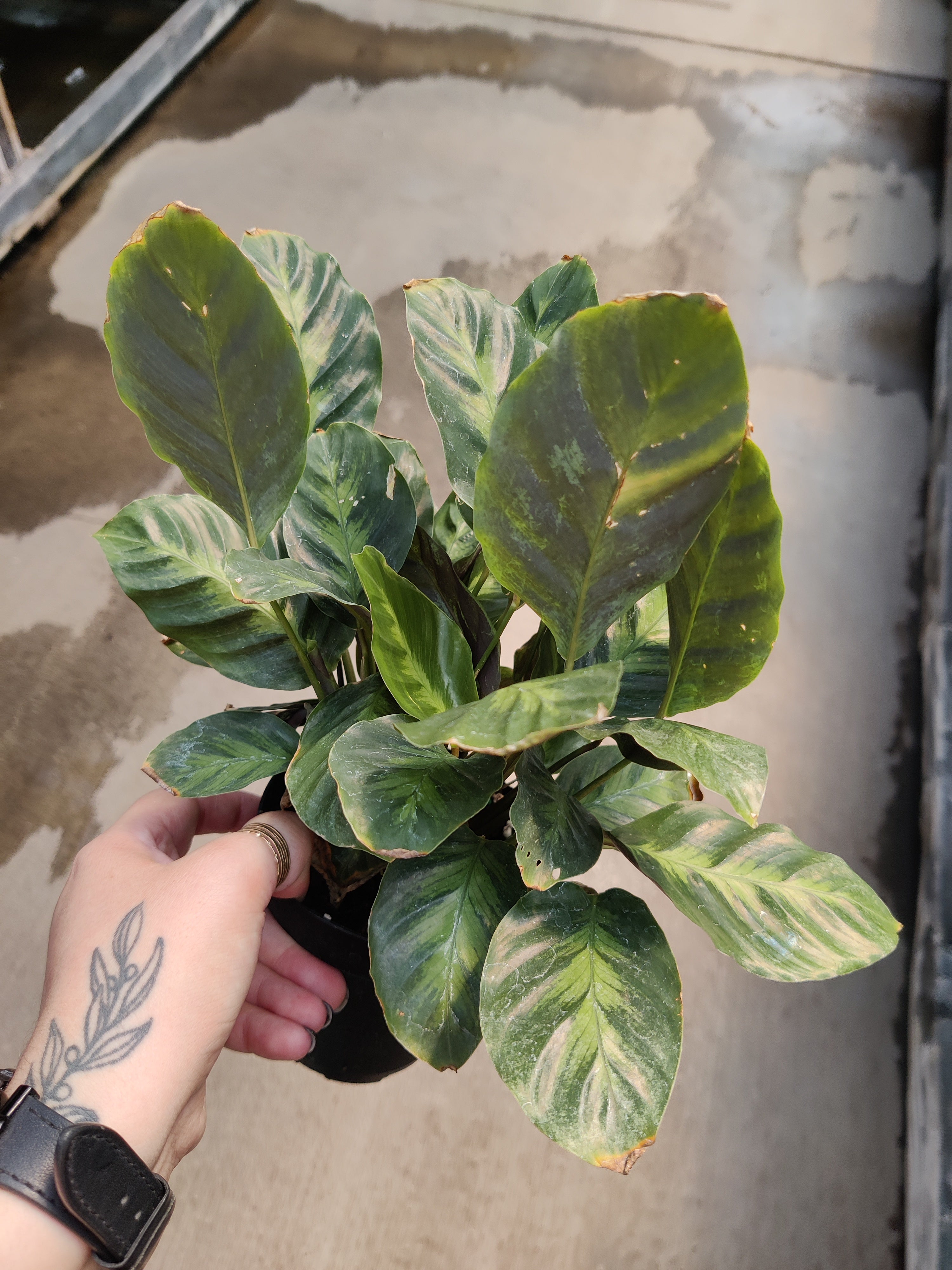 Calathea, Misto