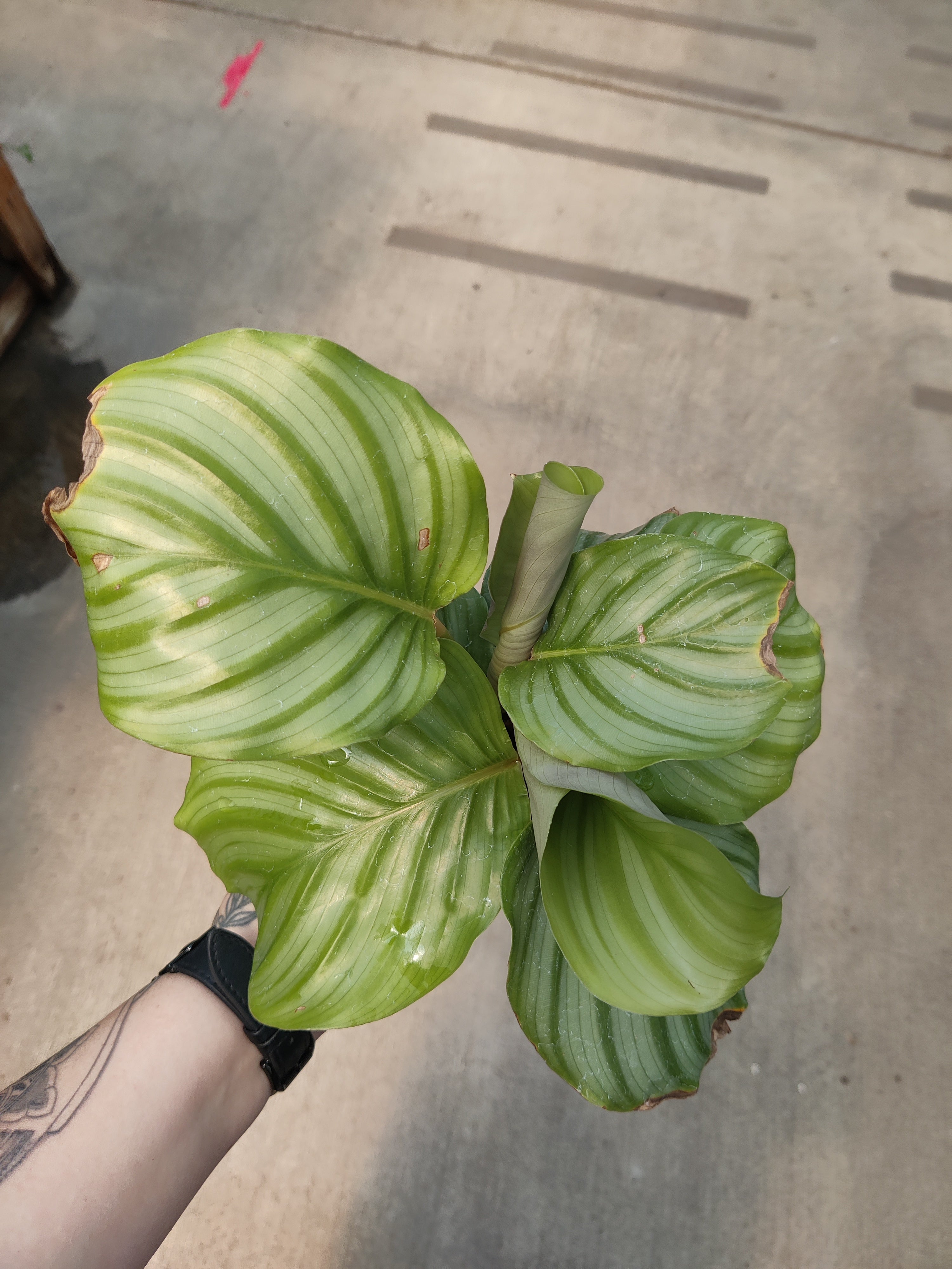 Calathea, Orbifolia