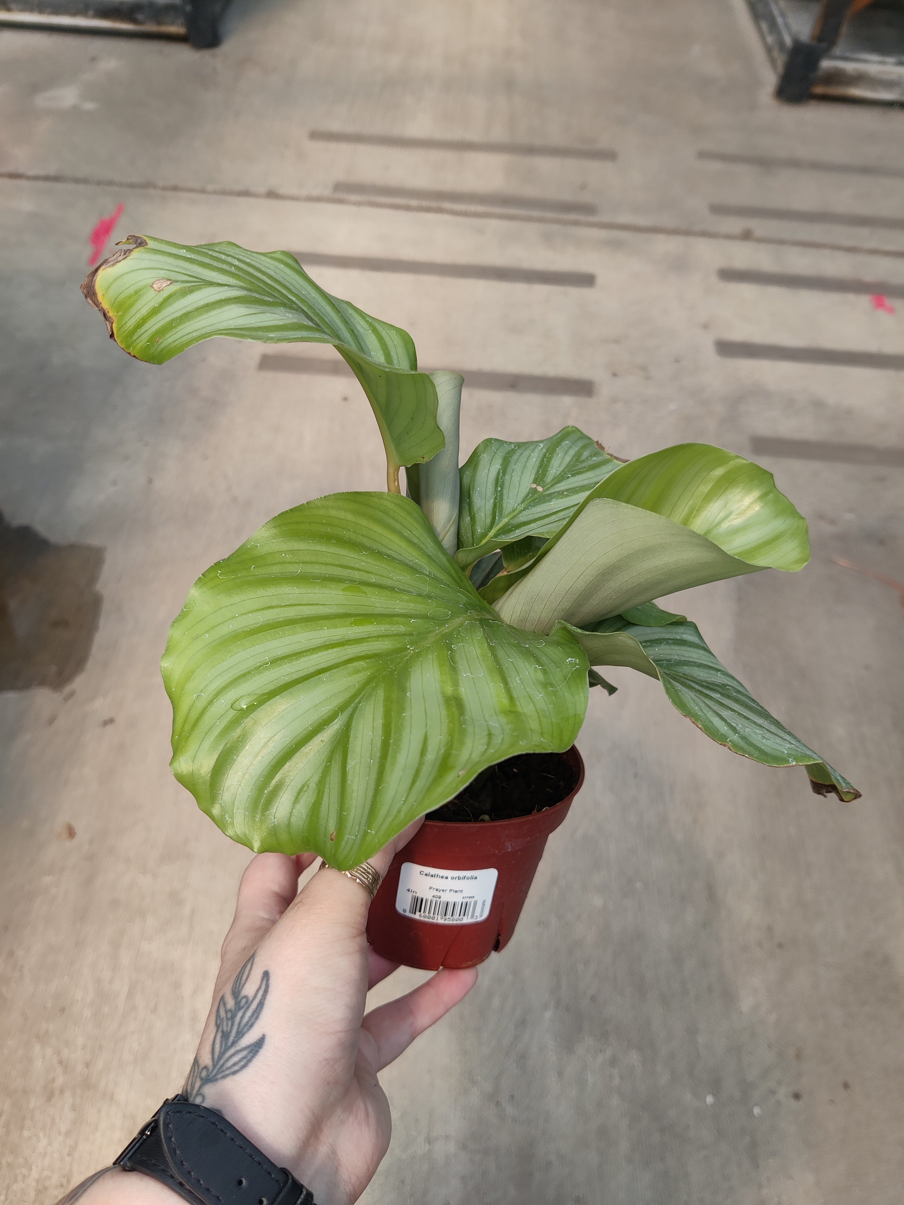 Calathea, Orbifolia