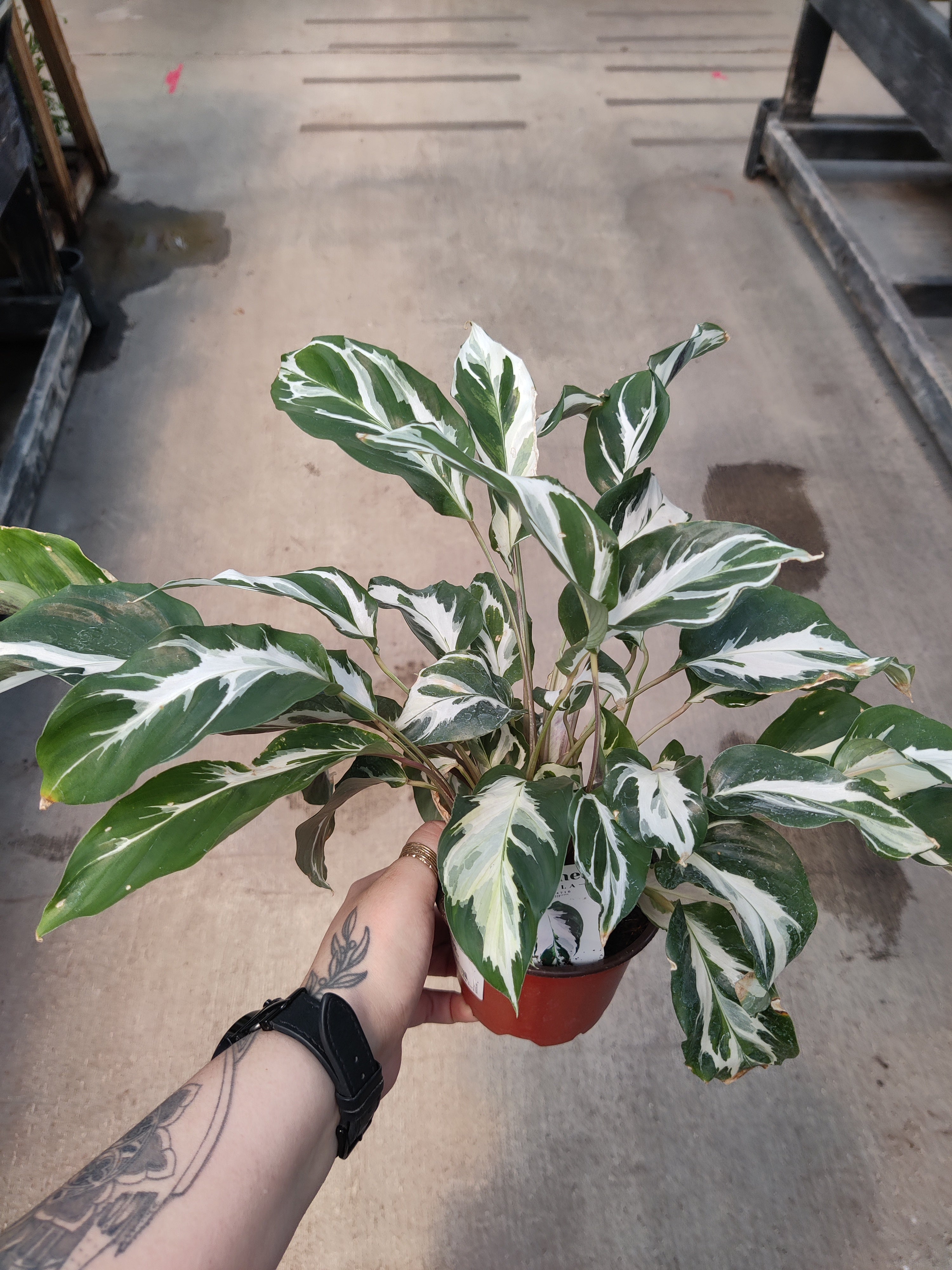 Calathea, Stella