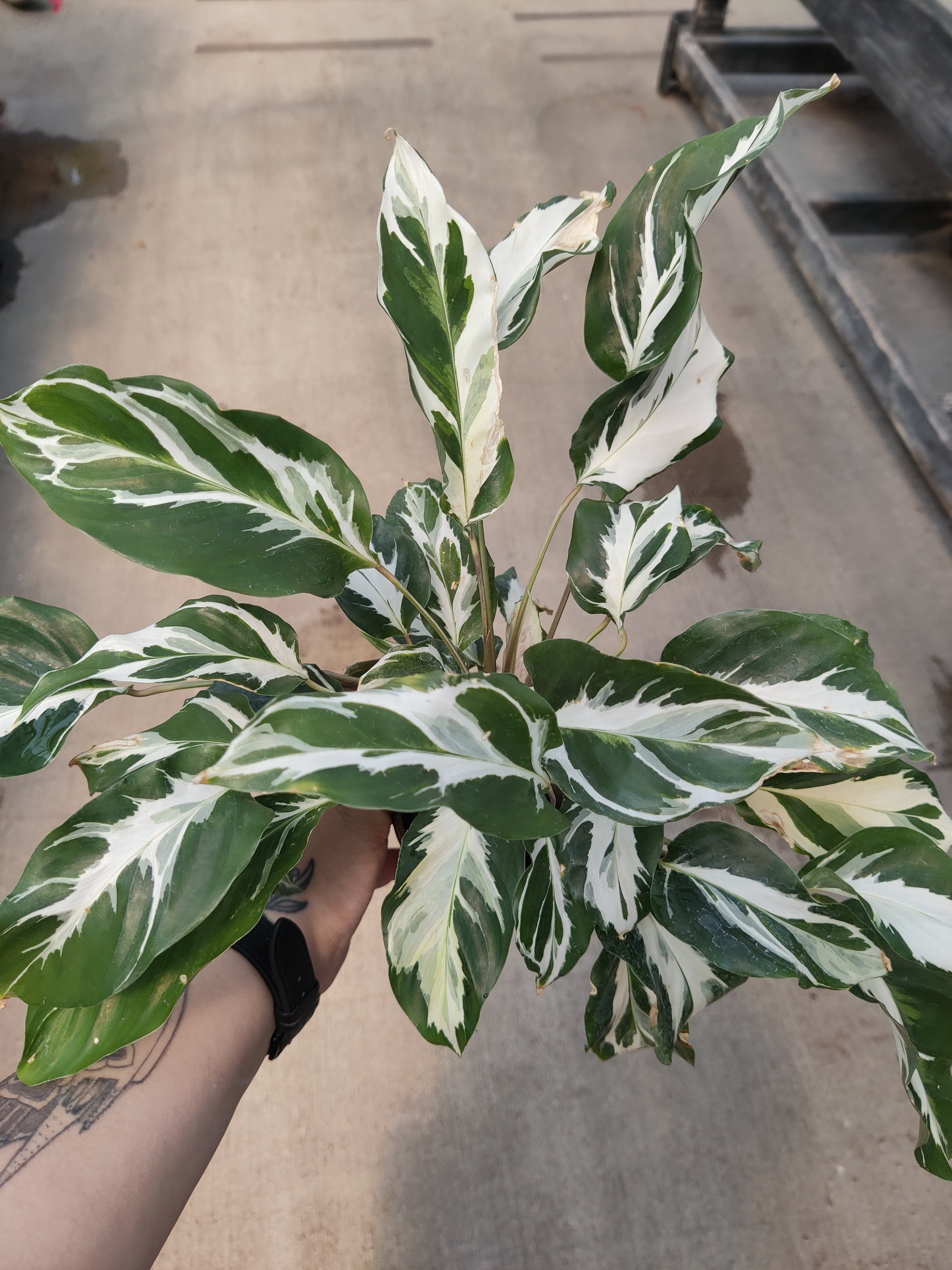 Calathea, Stella