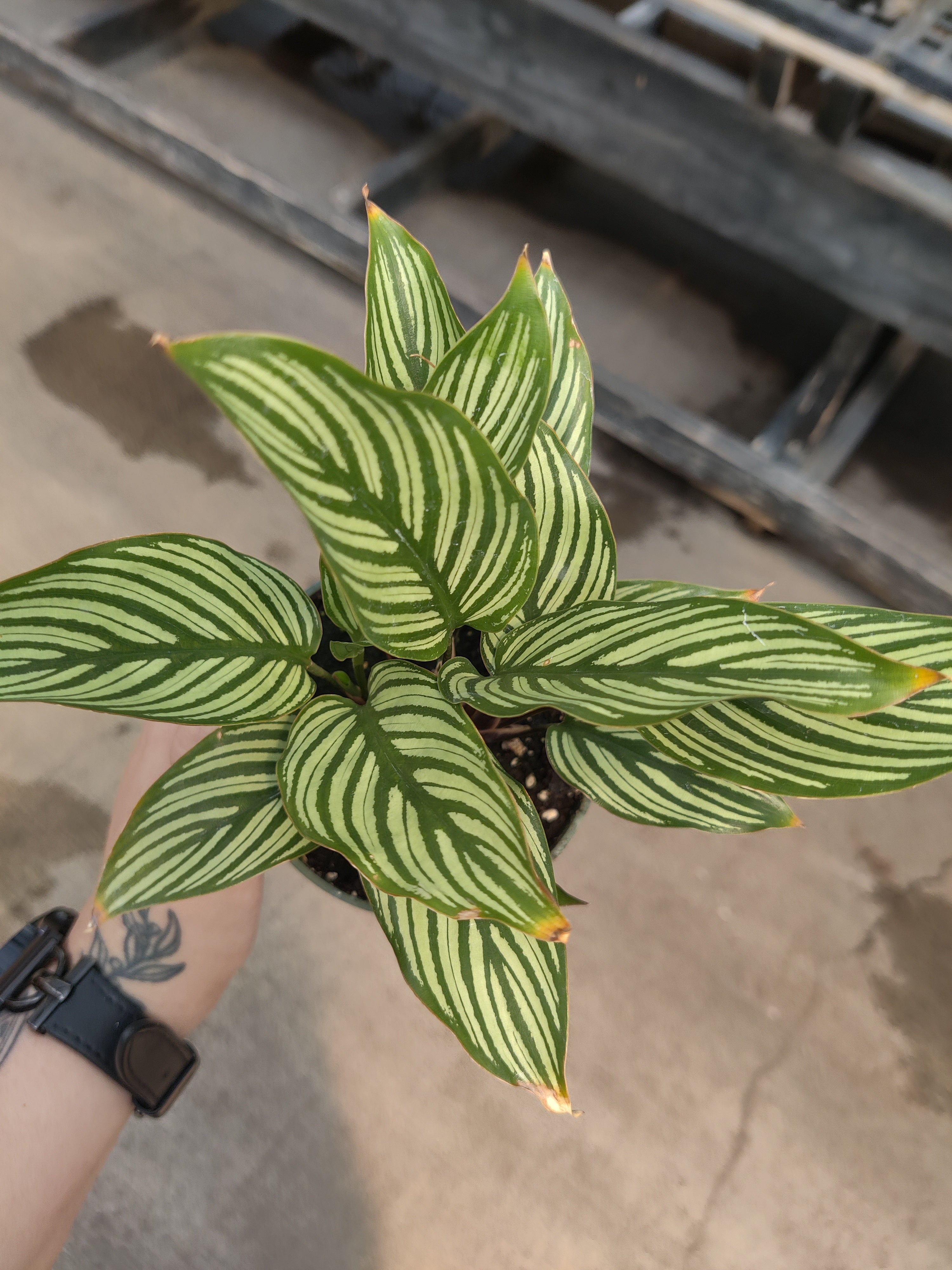 Calathea, Vittata