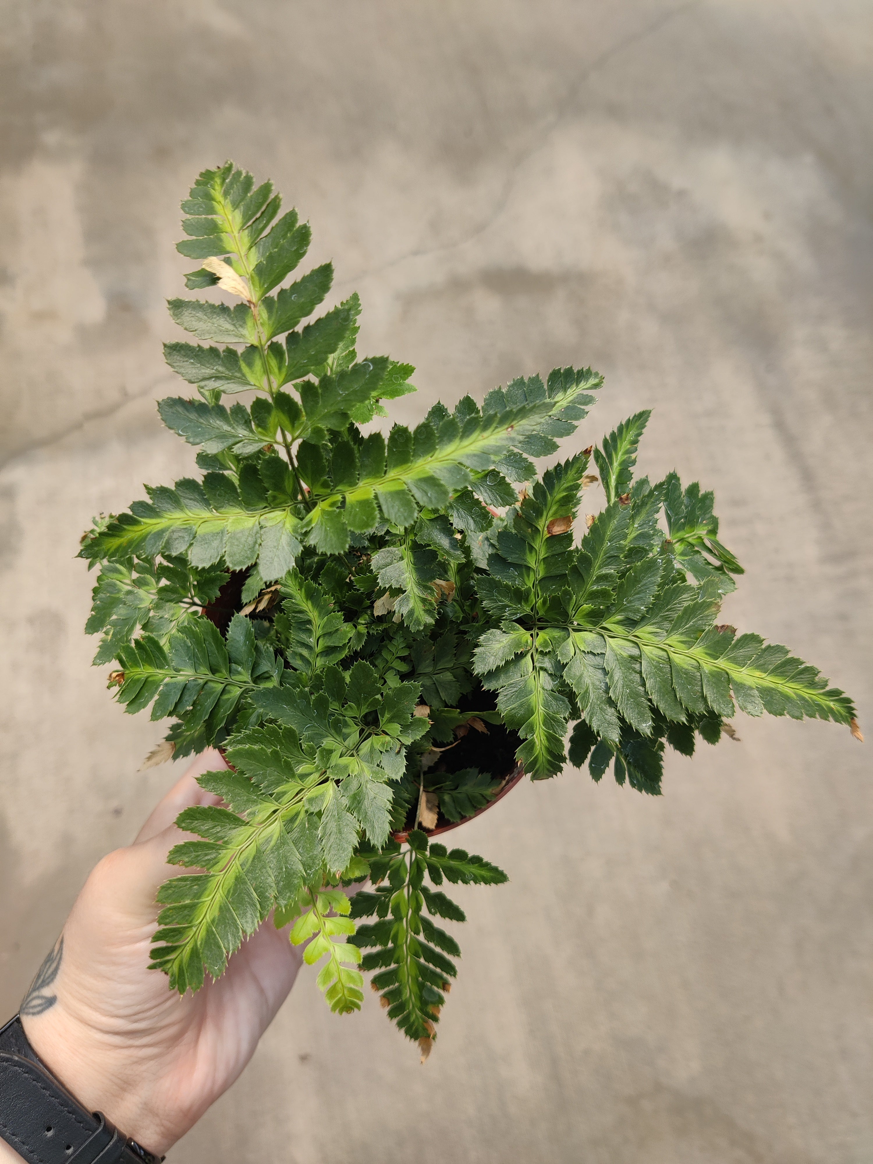 Fern, East India Holly