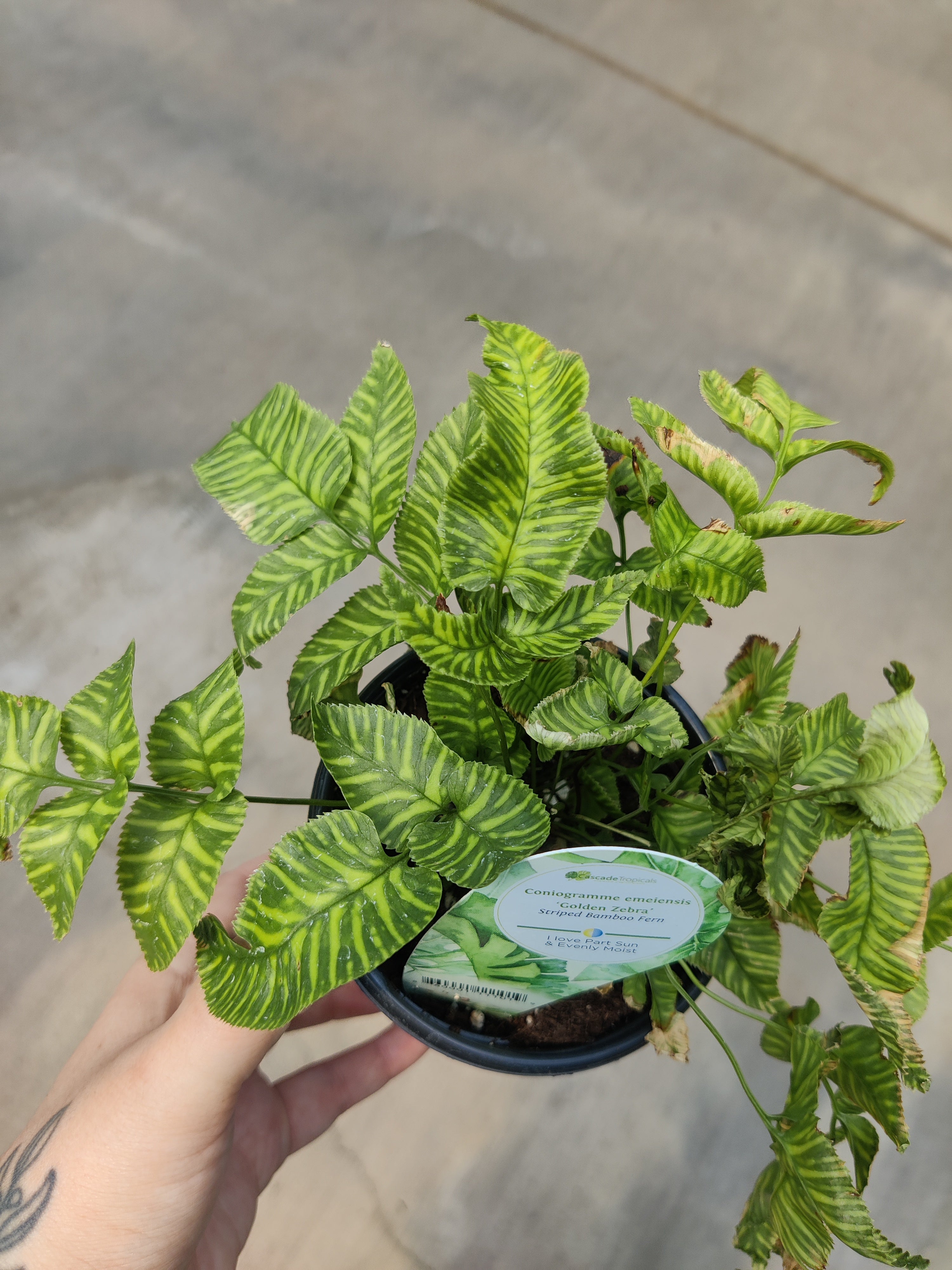 Fern, Golden Zebra