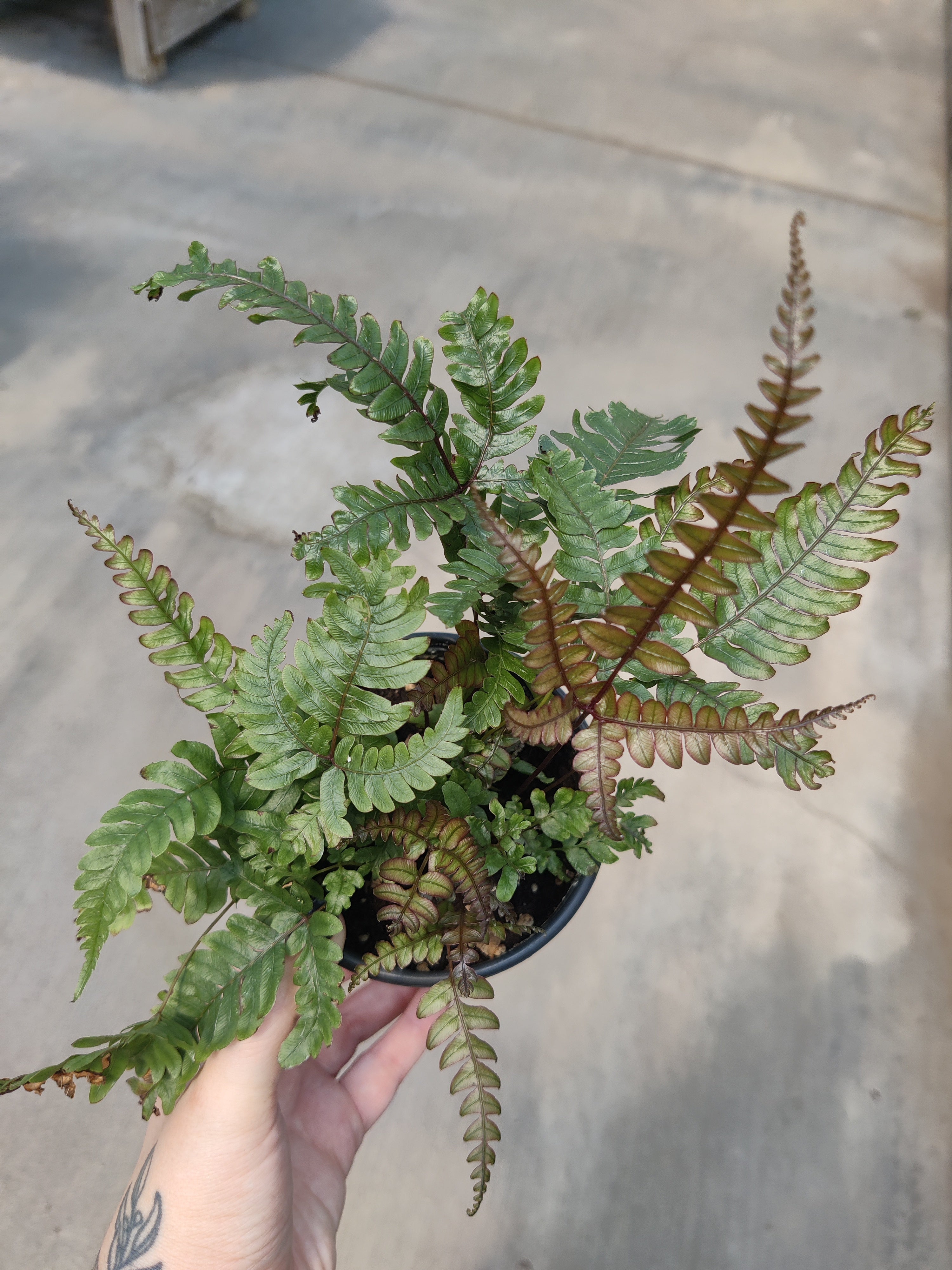 Fern, Tricolor