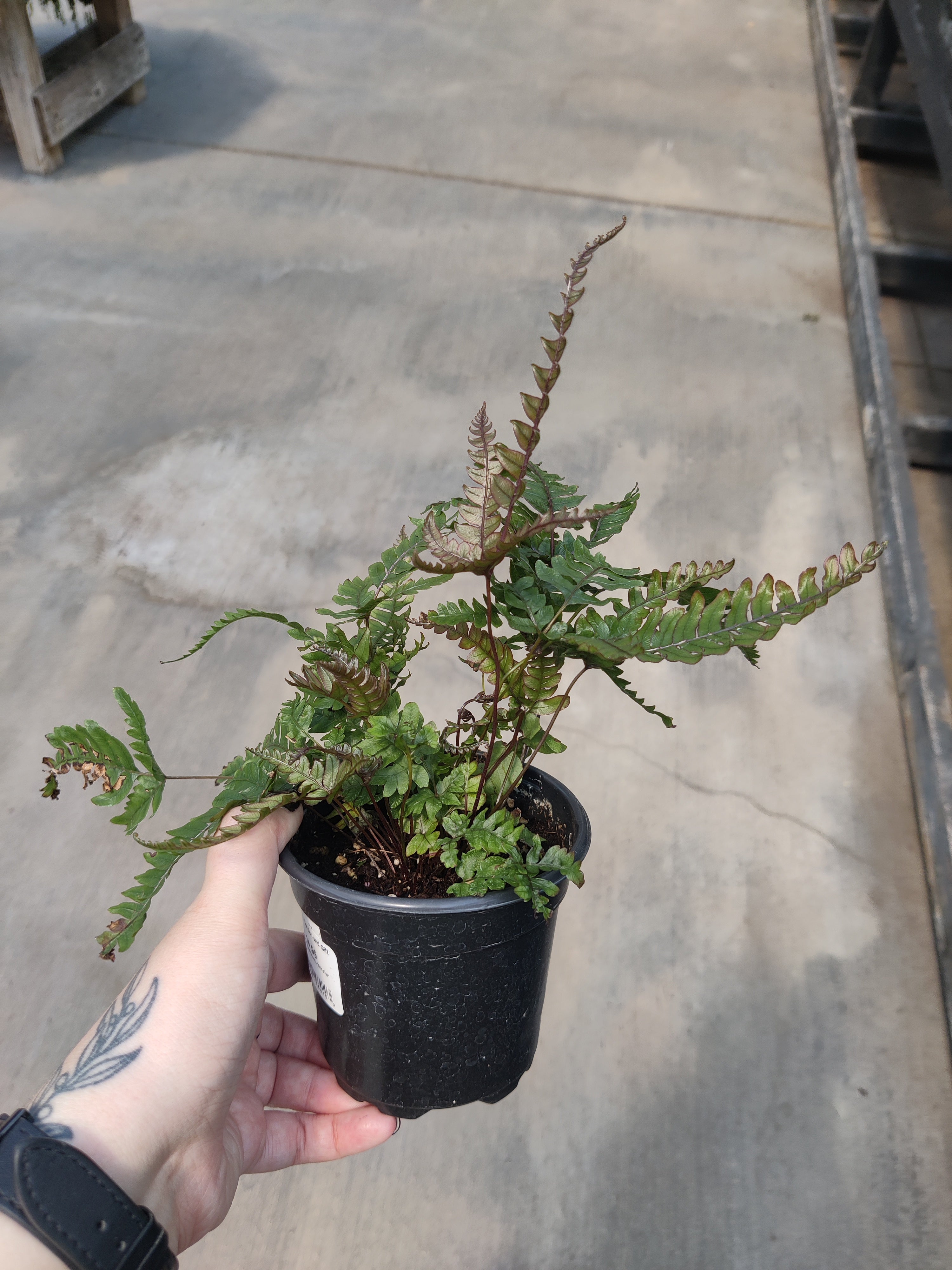 Fern, Tricolor