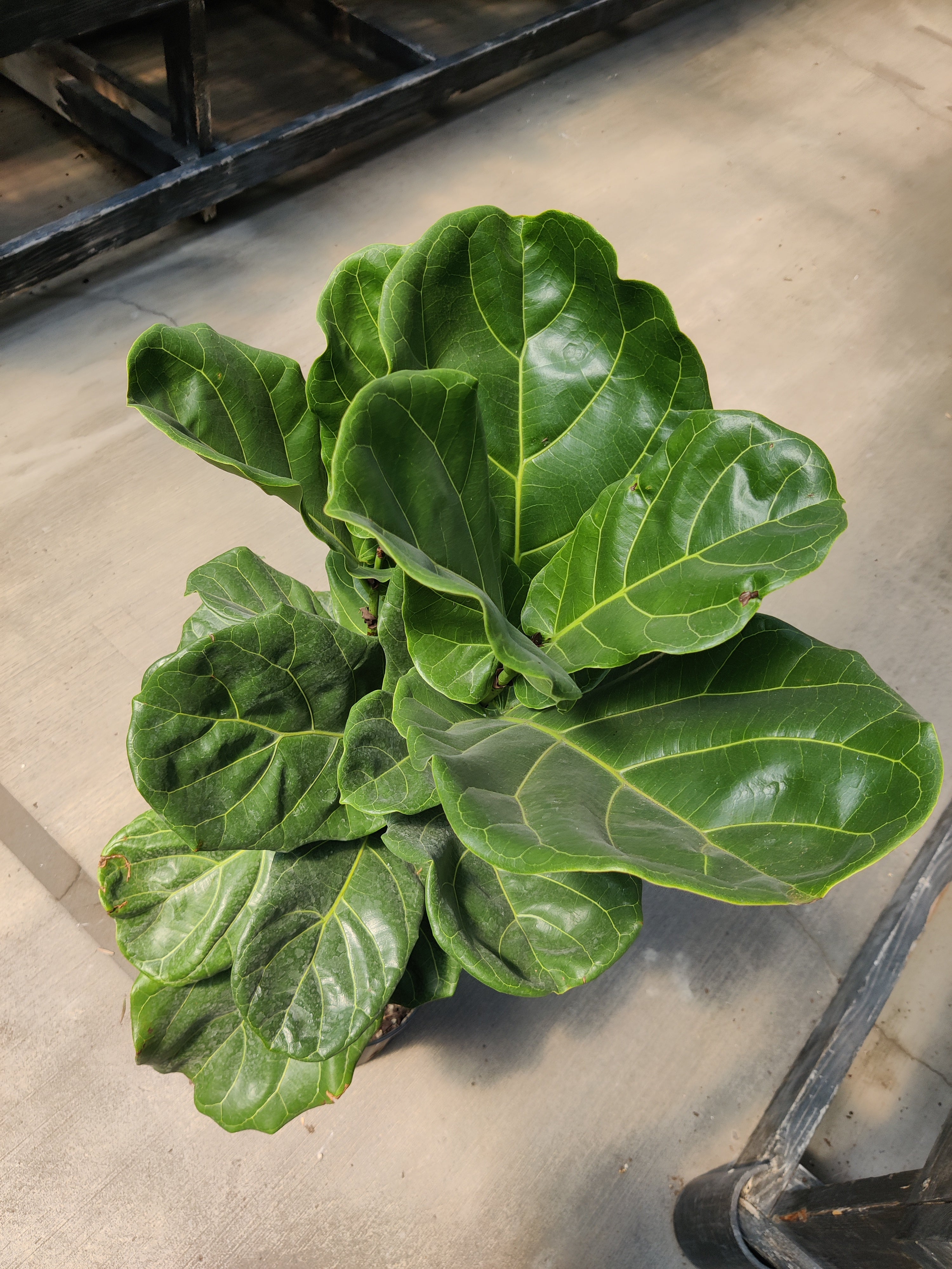 Ficus, Fiddle Leaf Tree