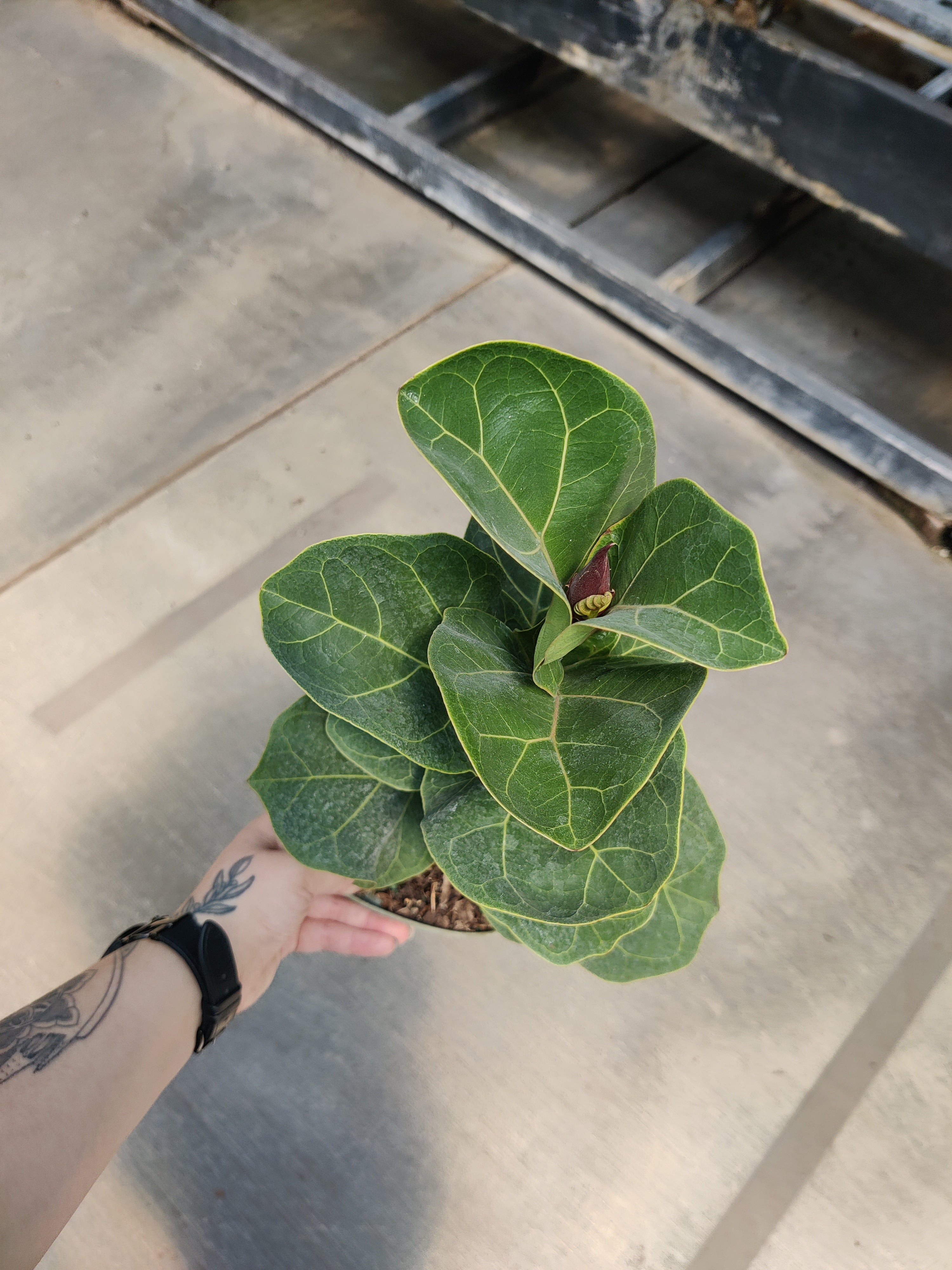 Ficus, Fiddle Leaf Bambino
