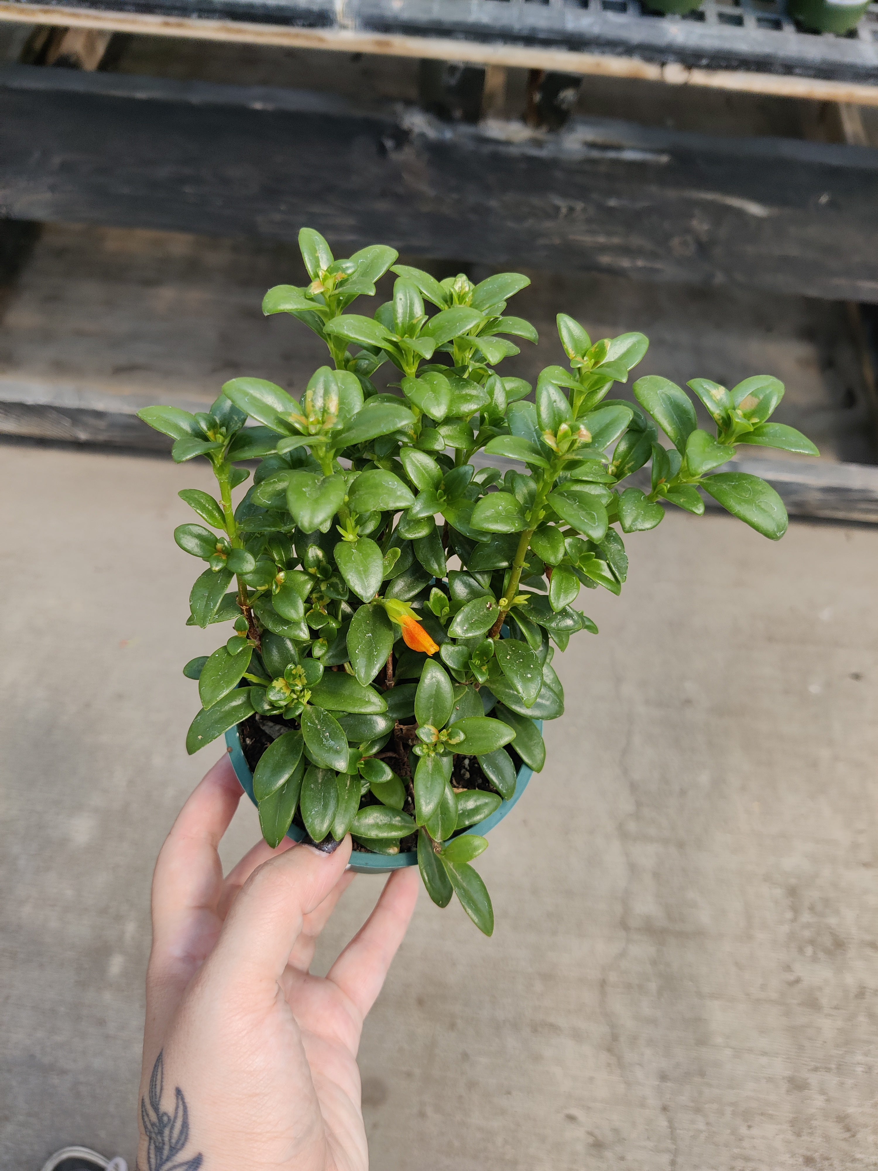 Goldfish Plant