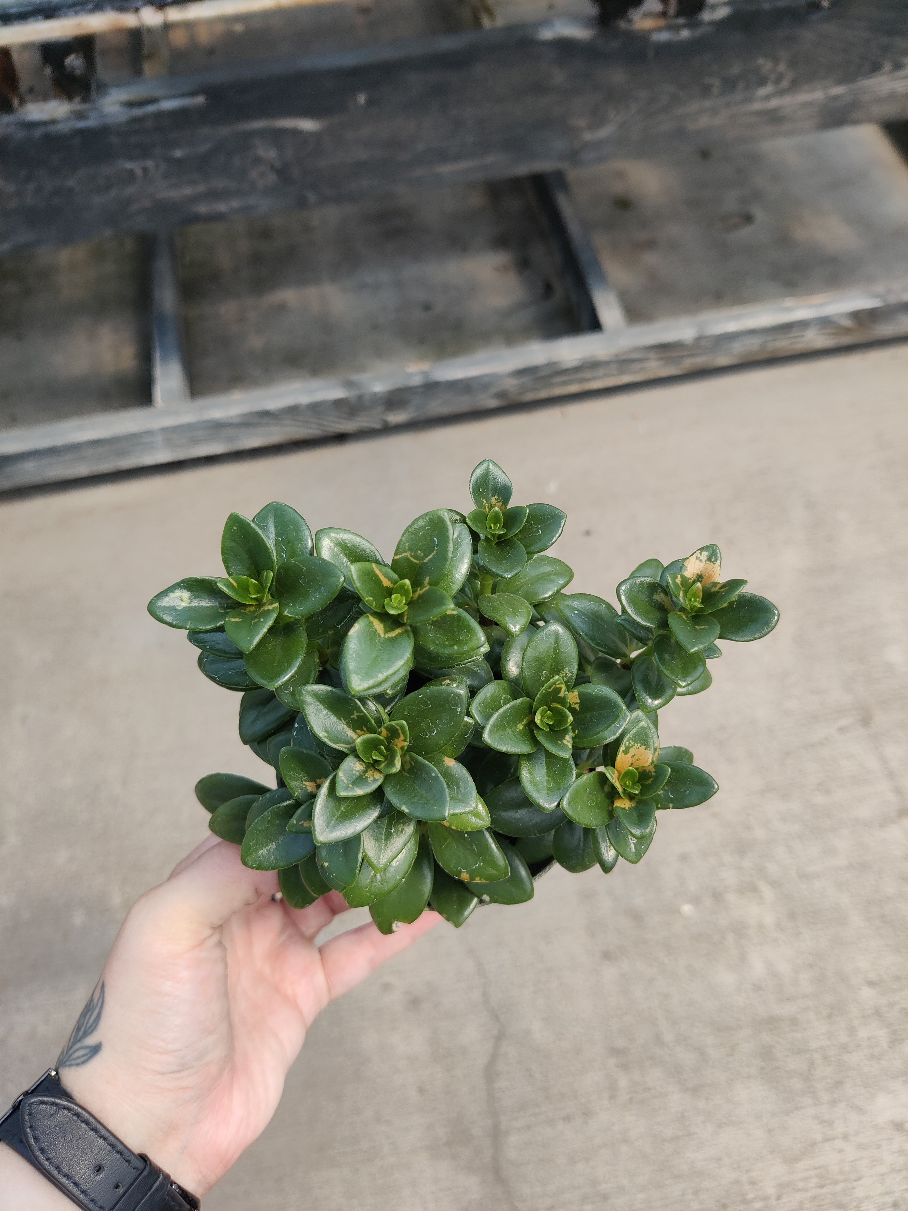 Goldfish Plant