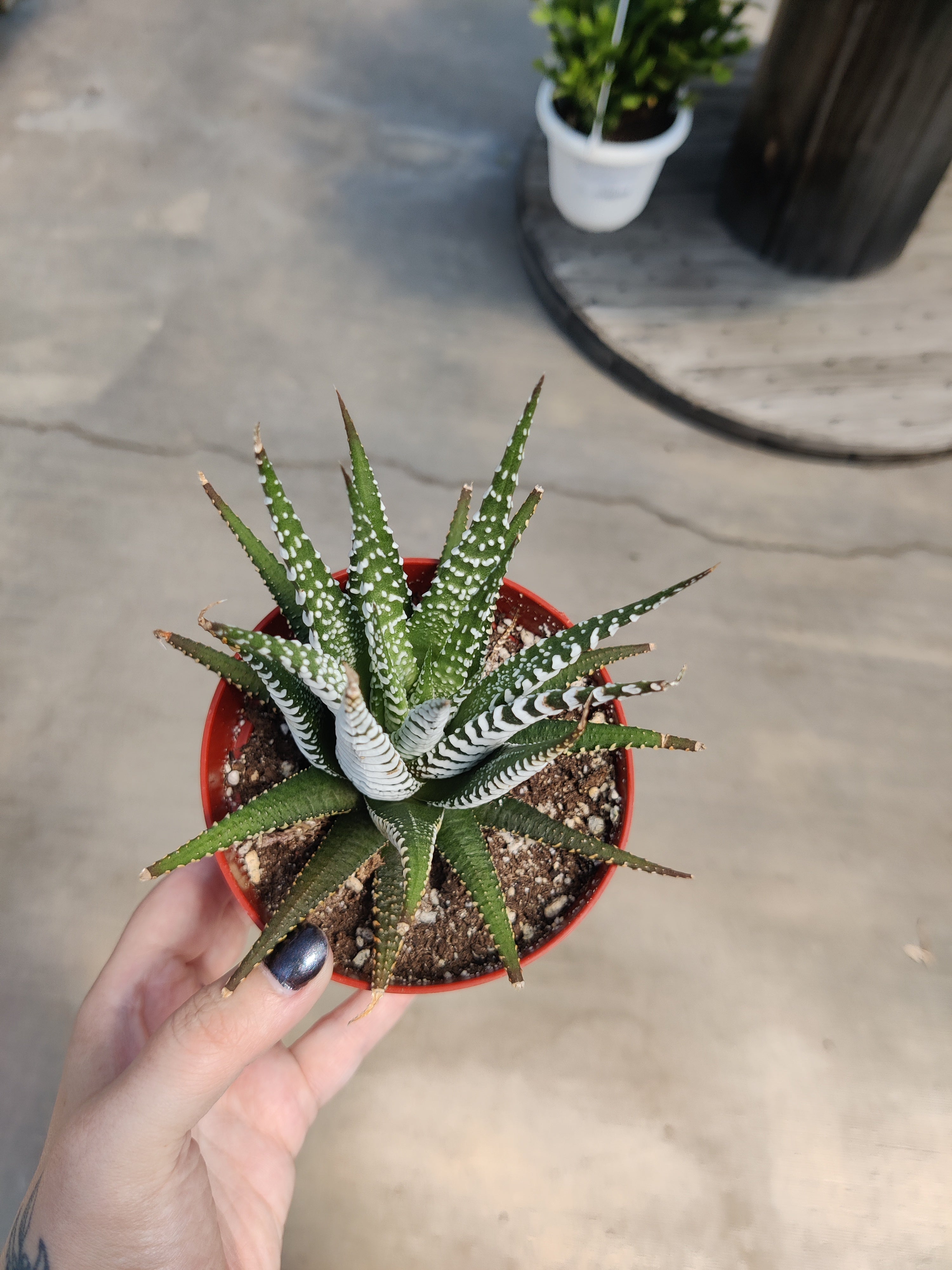 Haworthia, Zebra
