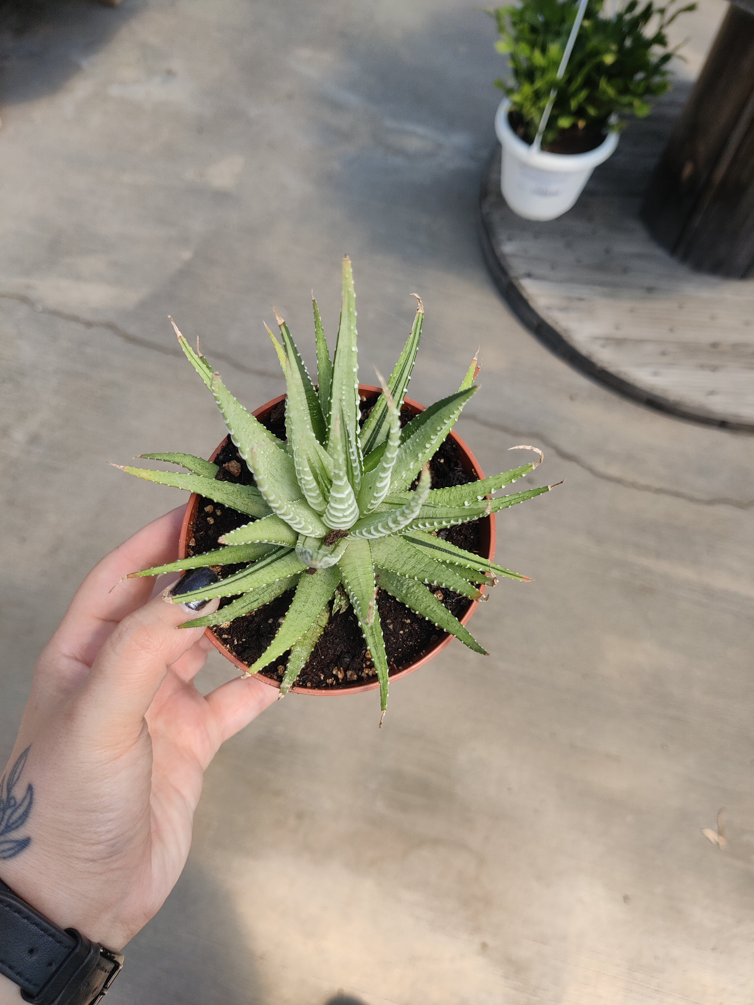 Haworthia, Zebra Variegated