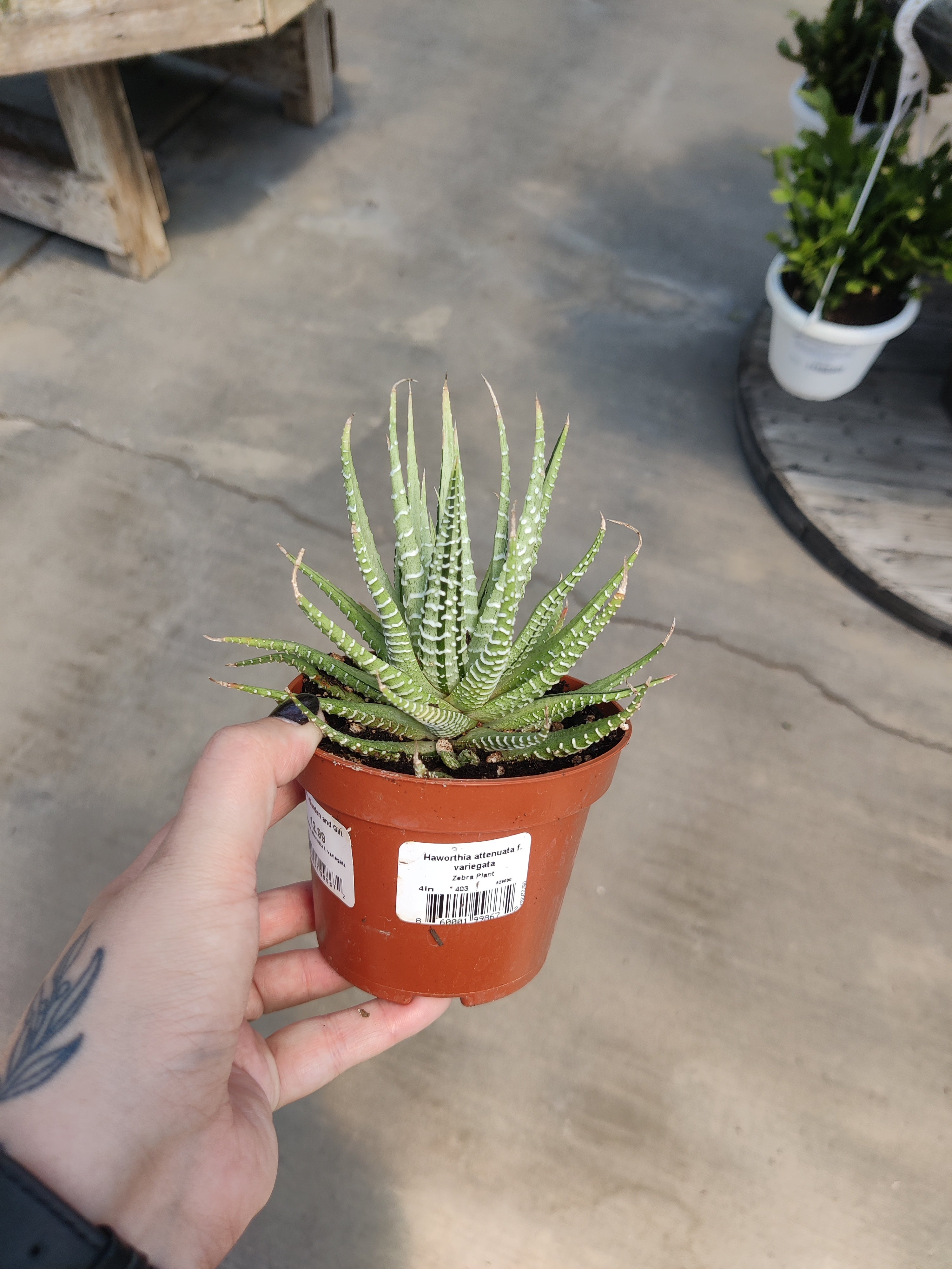 Haworthia, Zebra Variegated
