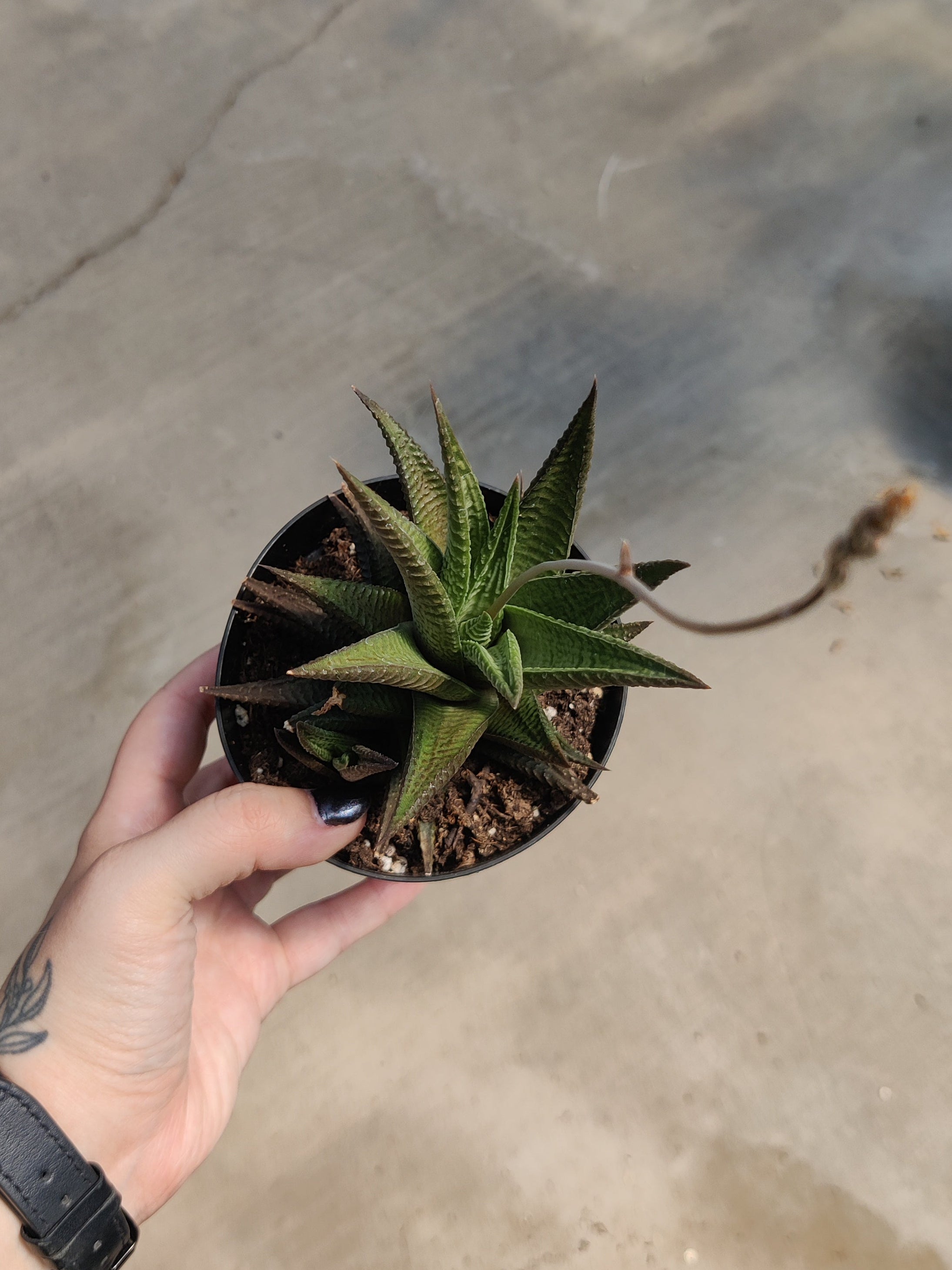 Haworthia, Limifolia