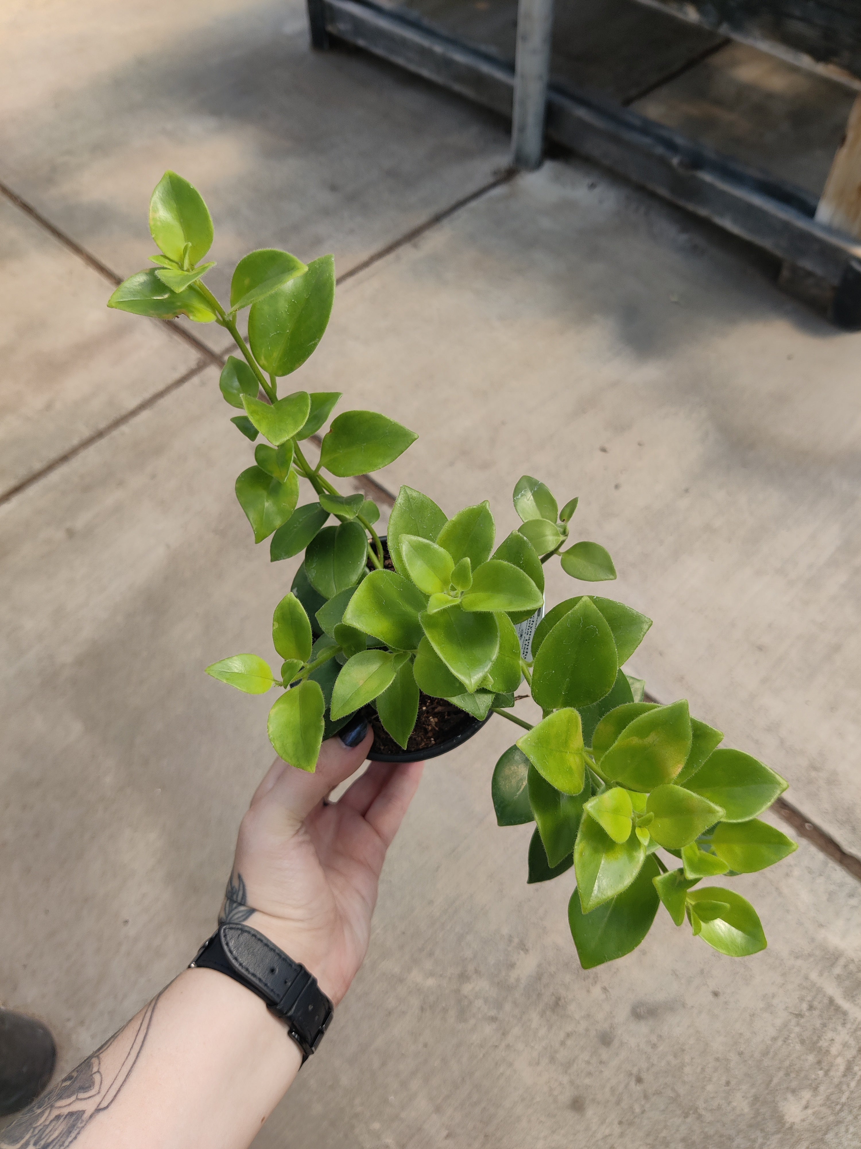 Lipstick Plant, Mona Lisa