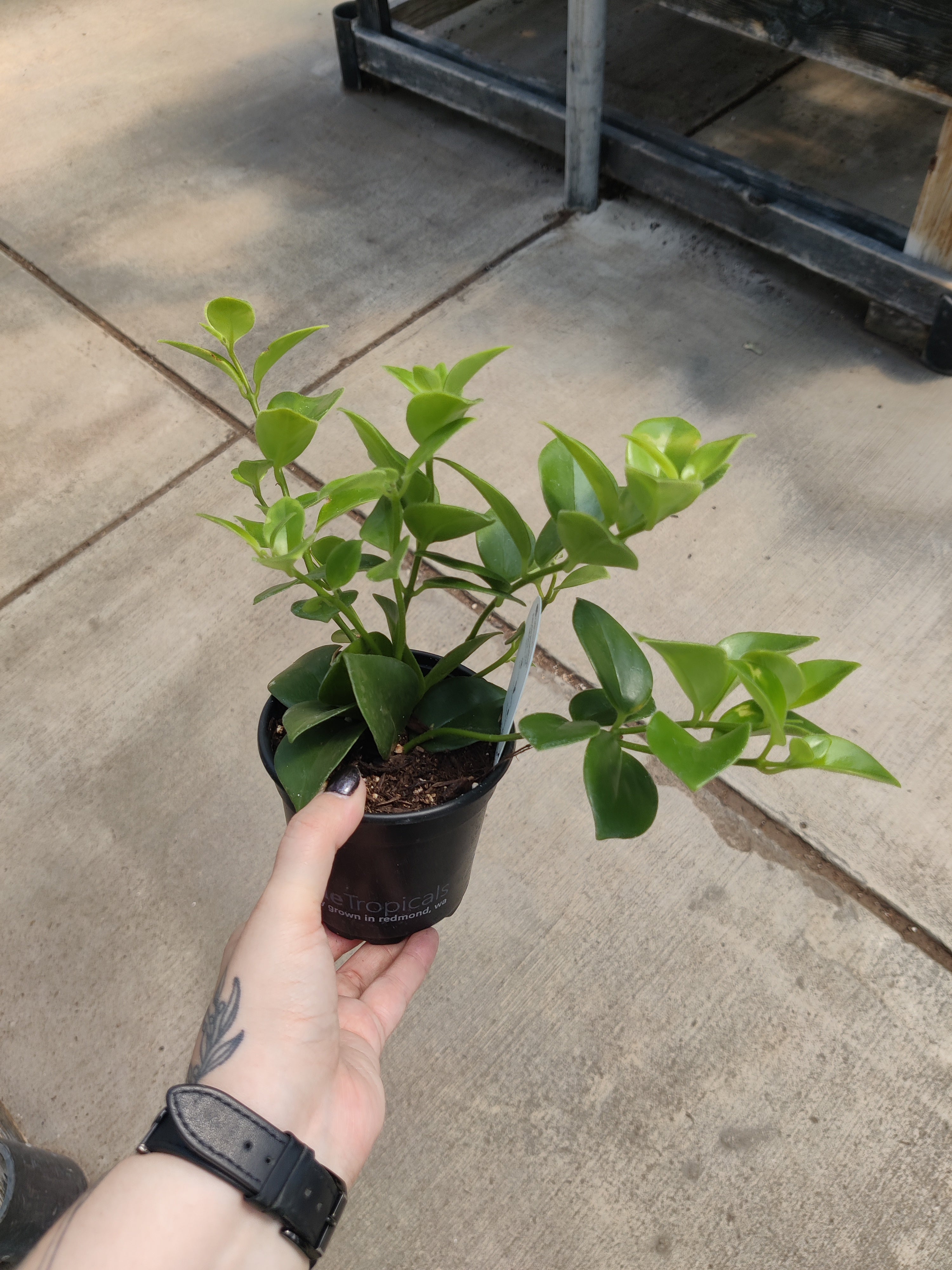 Lipstick Plant, Mona Lisa