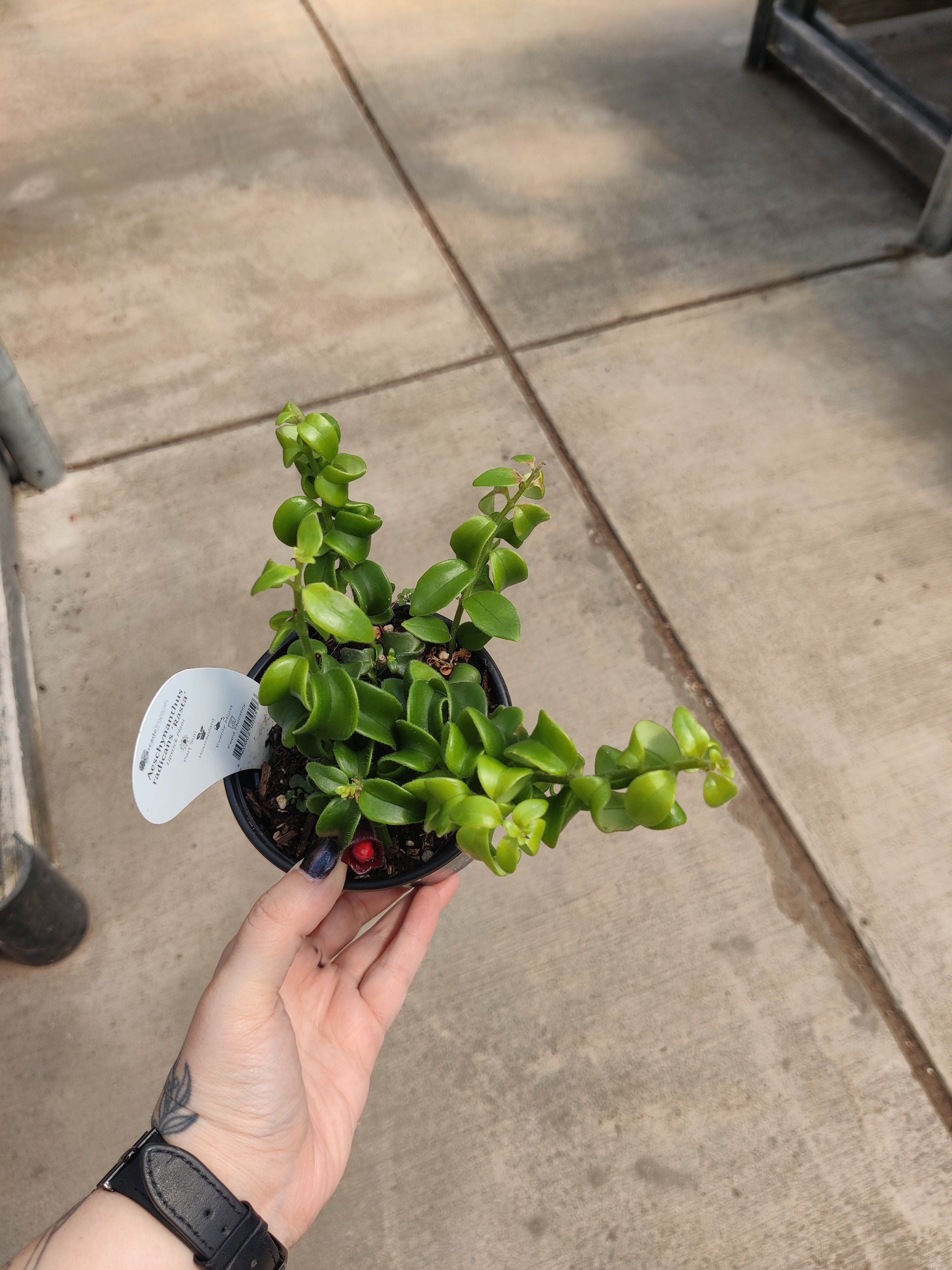 Lipstick Plant, Rasta