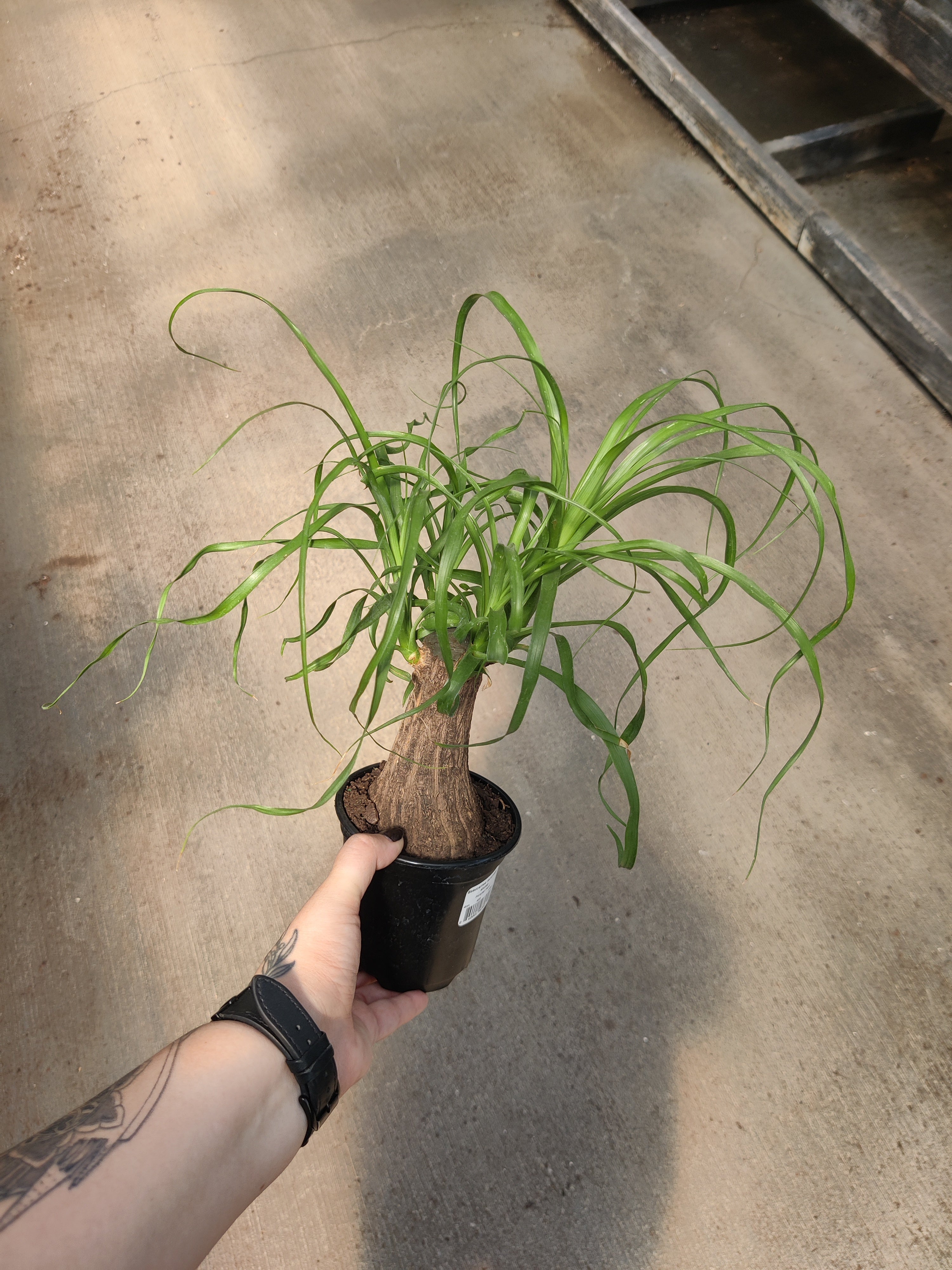 Palm, Ponytail