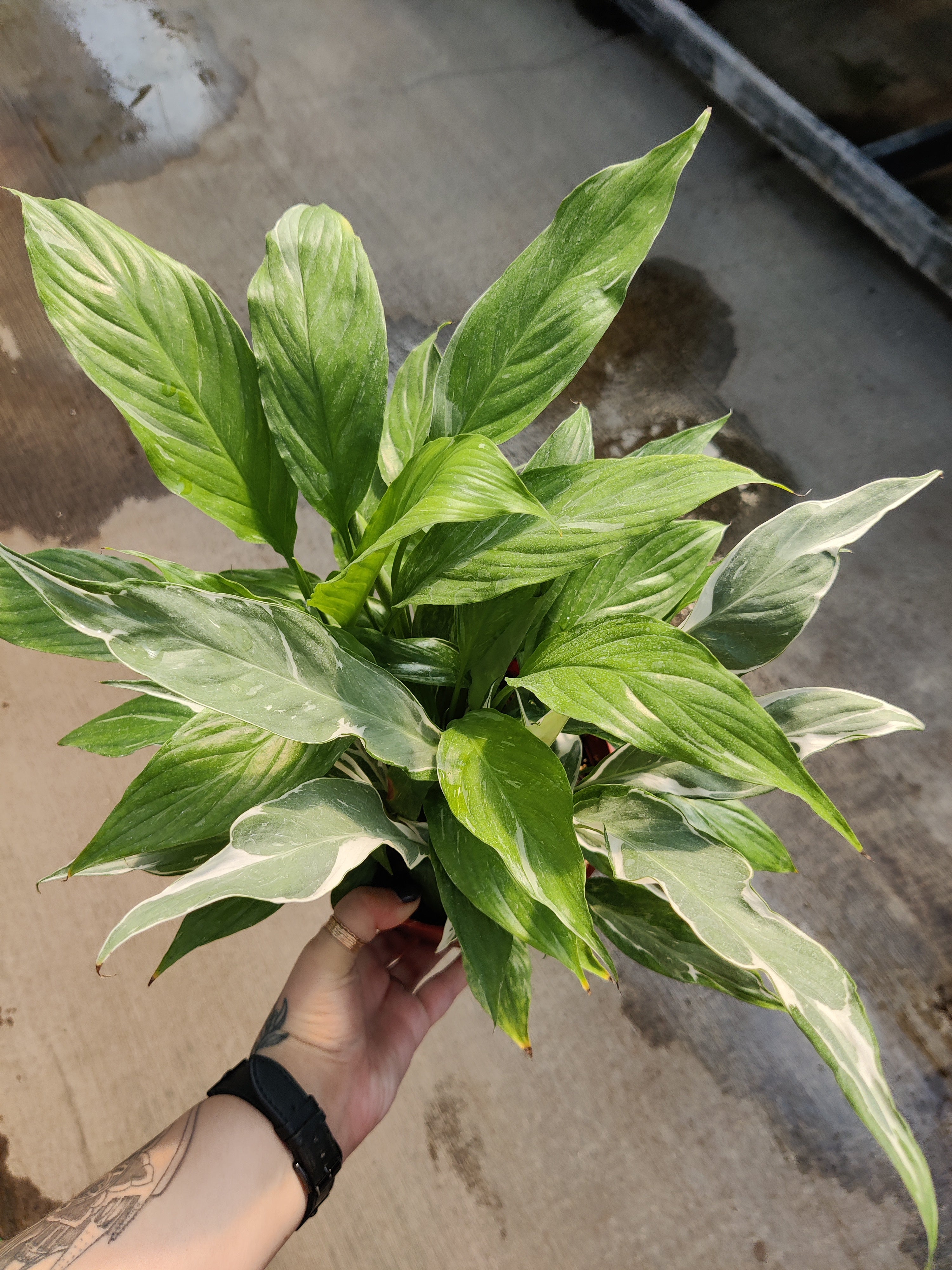 Peace Lily, Domino