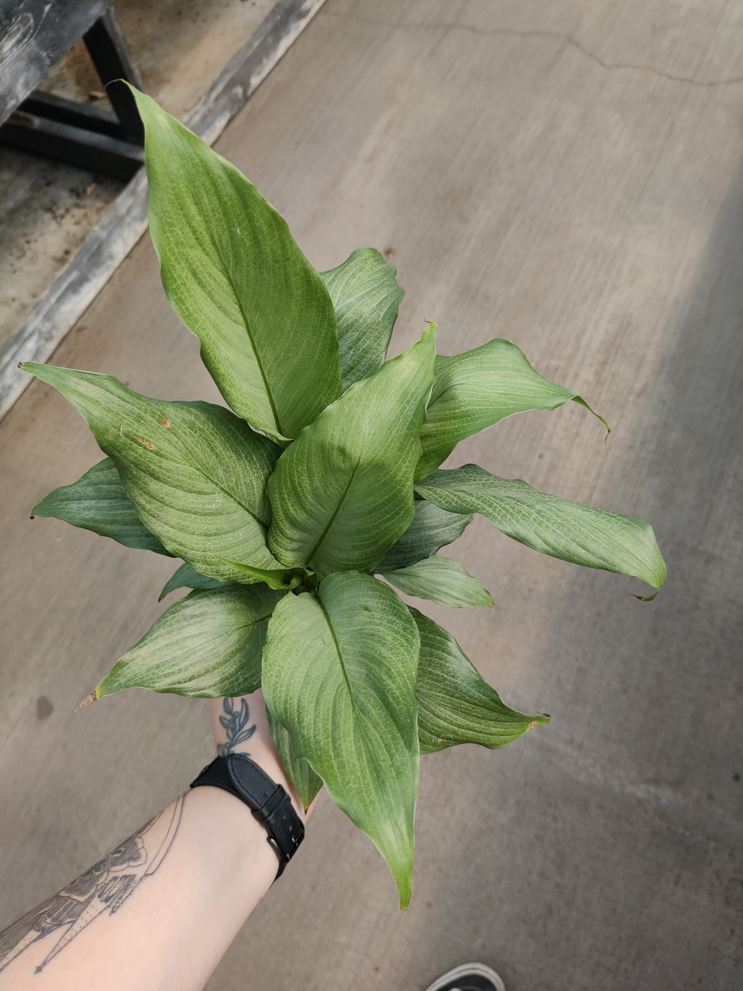 Peace Lily, Platinum Mist