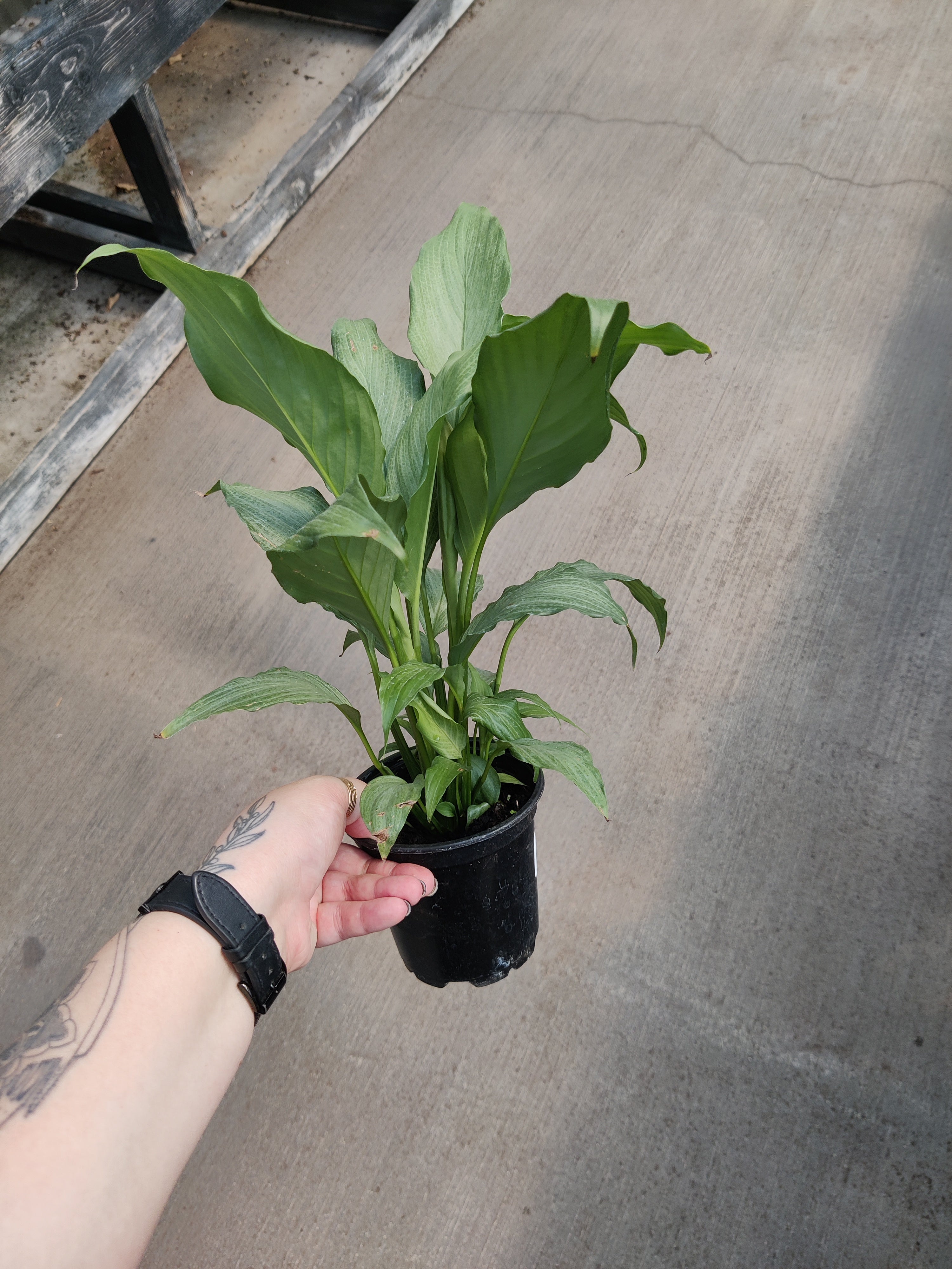 Peace Lily, Platinum Mist