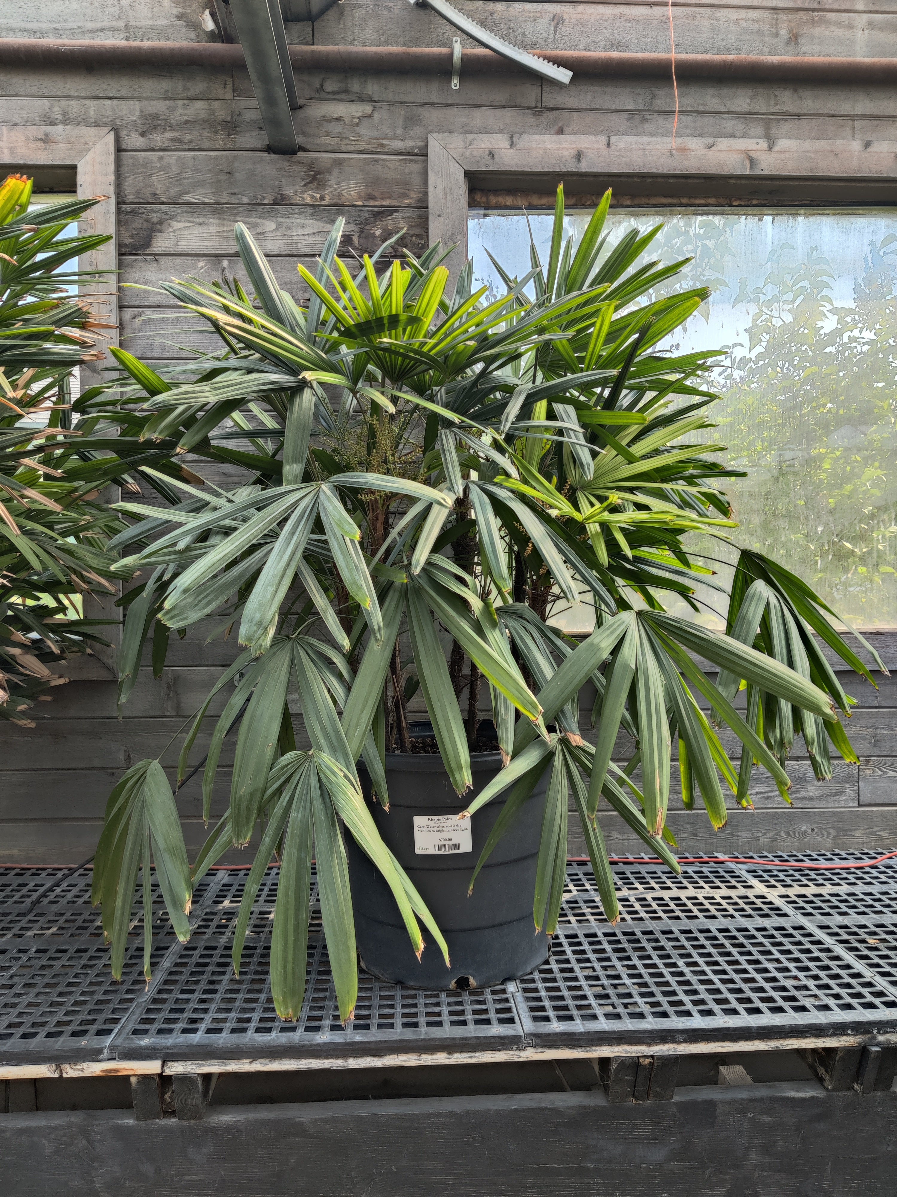 Palm, Rhapis
