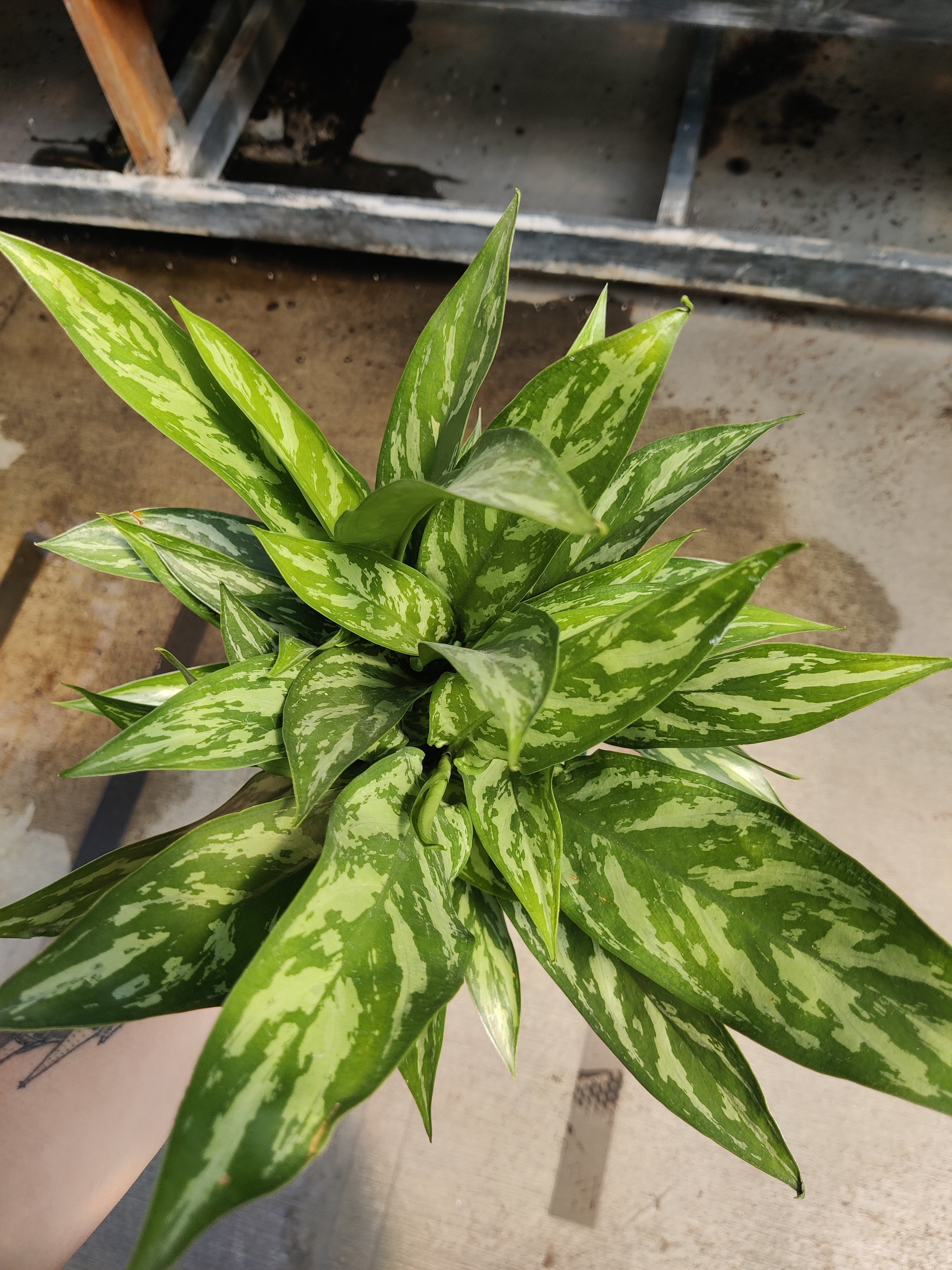 Chinese Evergreen, Tigress