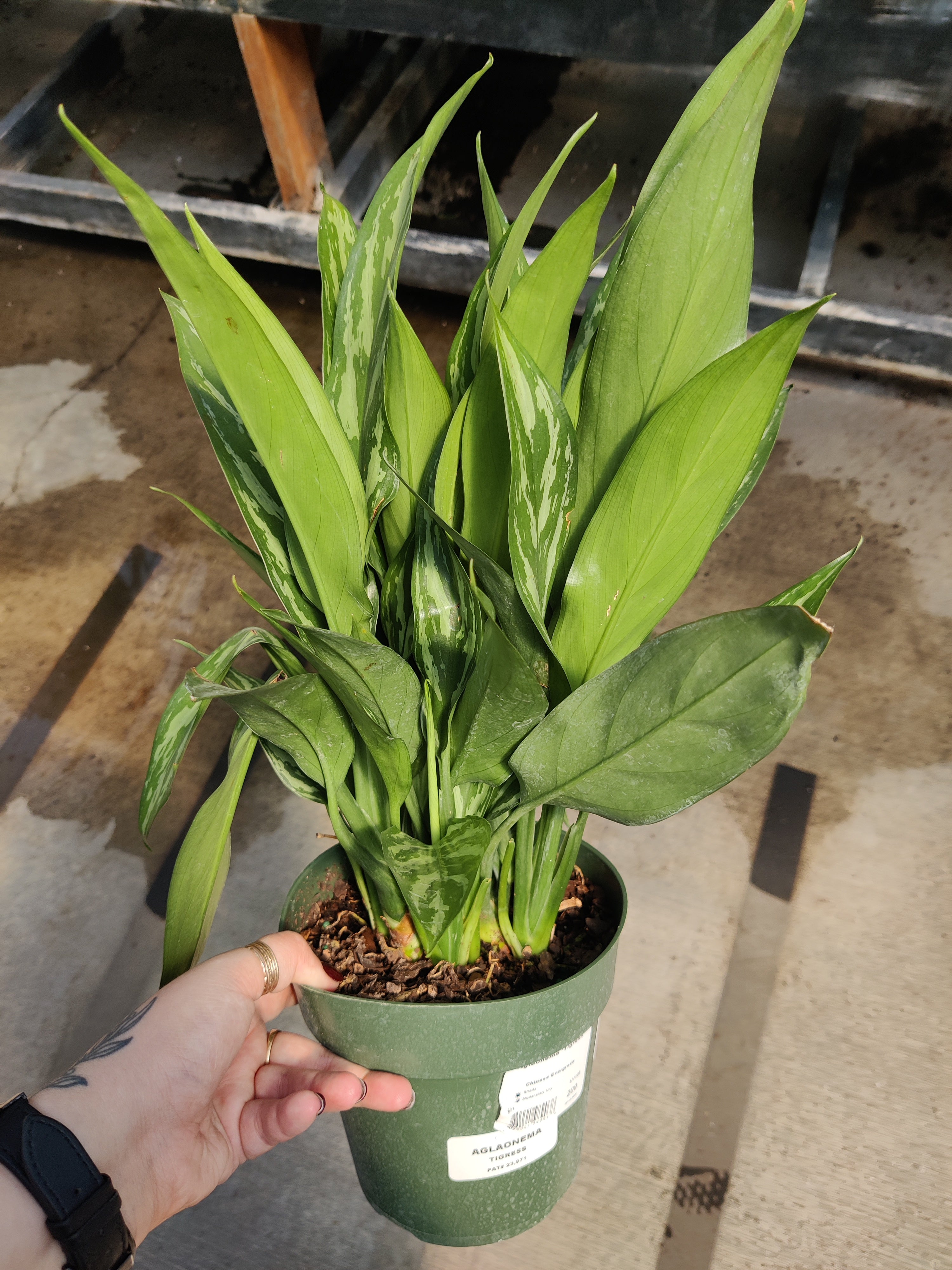 Chinese Evergreen, Tigress