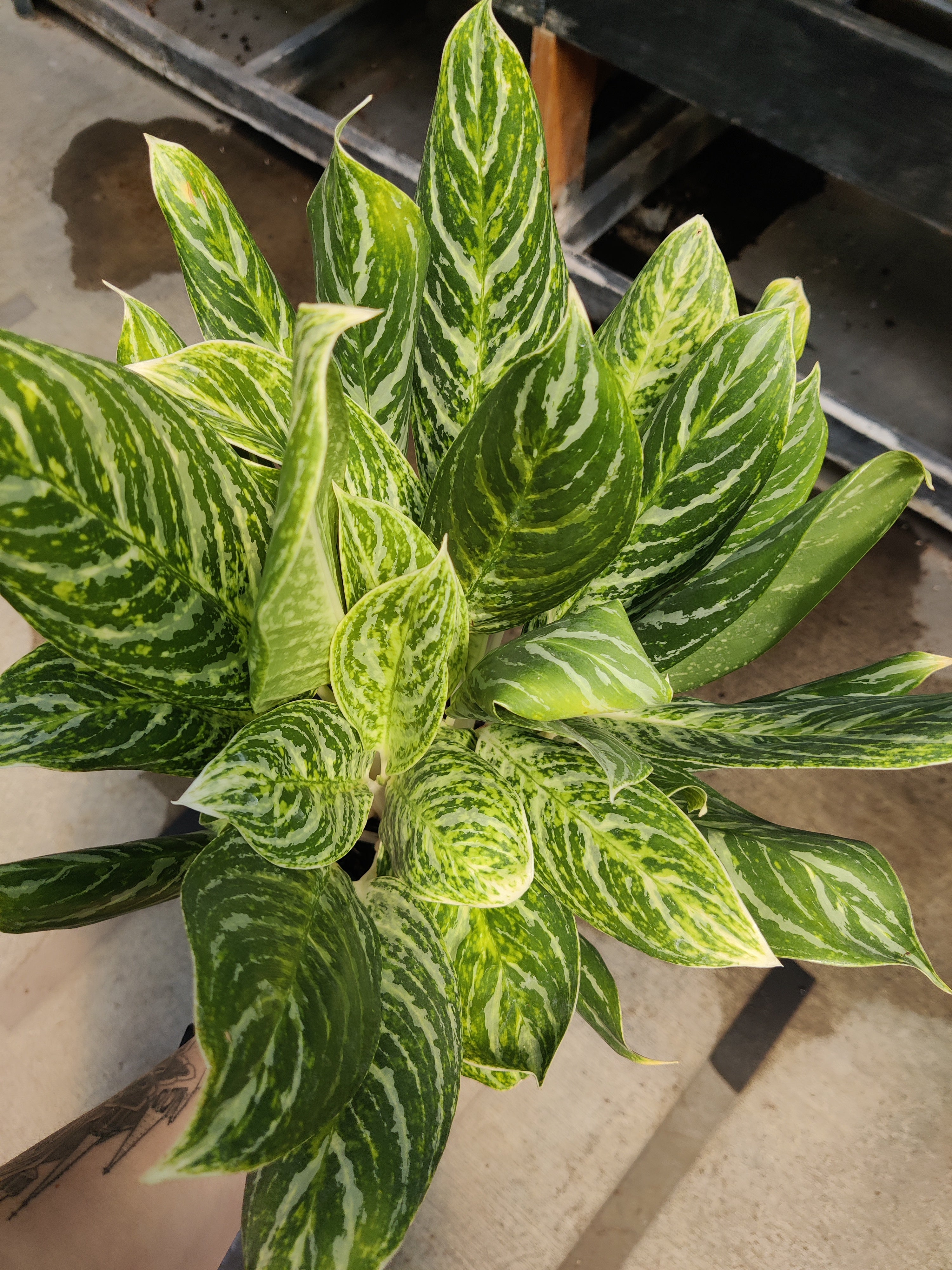Chinese Evergreen, Golden Madonna