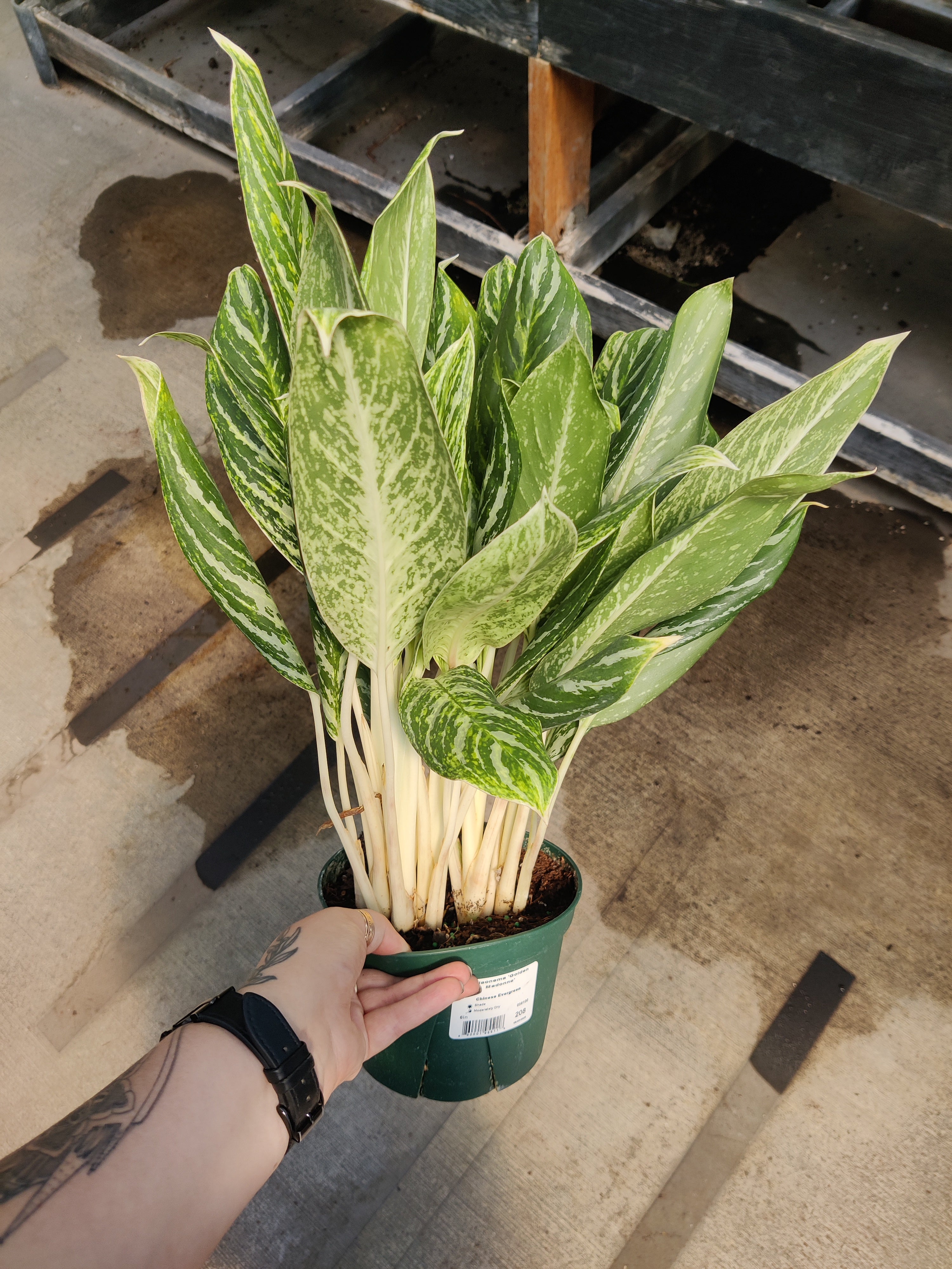 Chinese Evergreen, Golden Madonna
