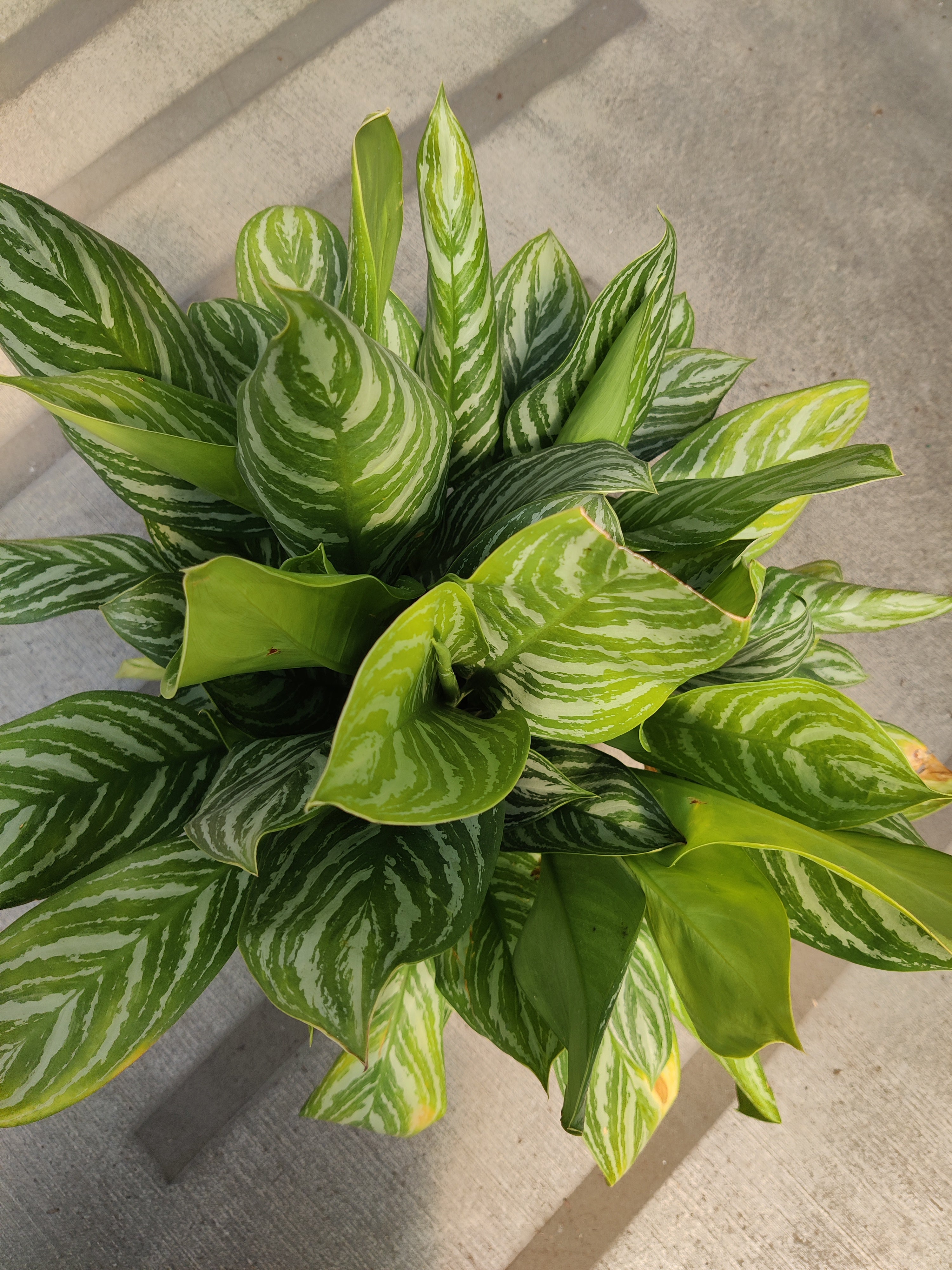 Chinese Evergreen, Stripes