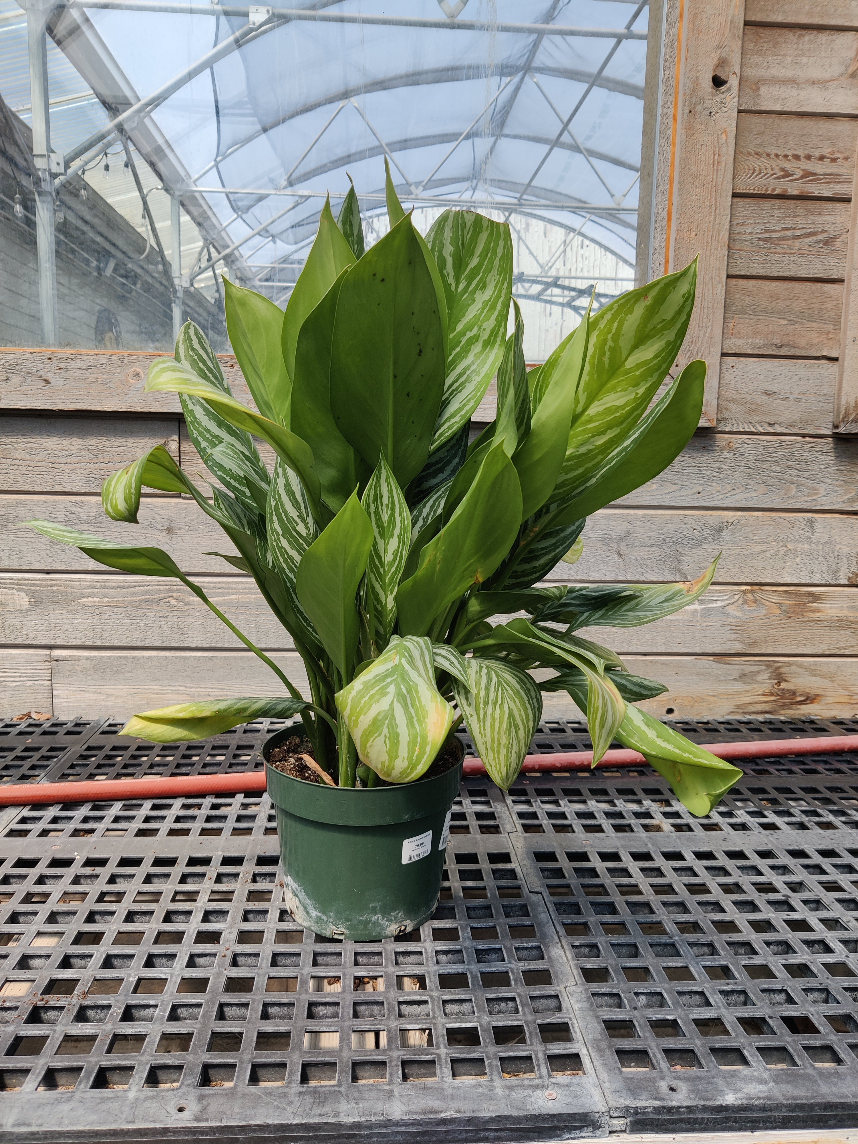 Chinese Evergreen, Stripes