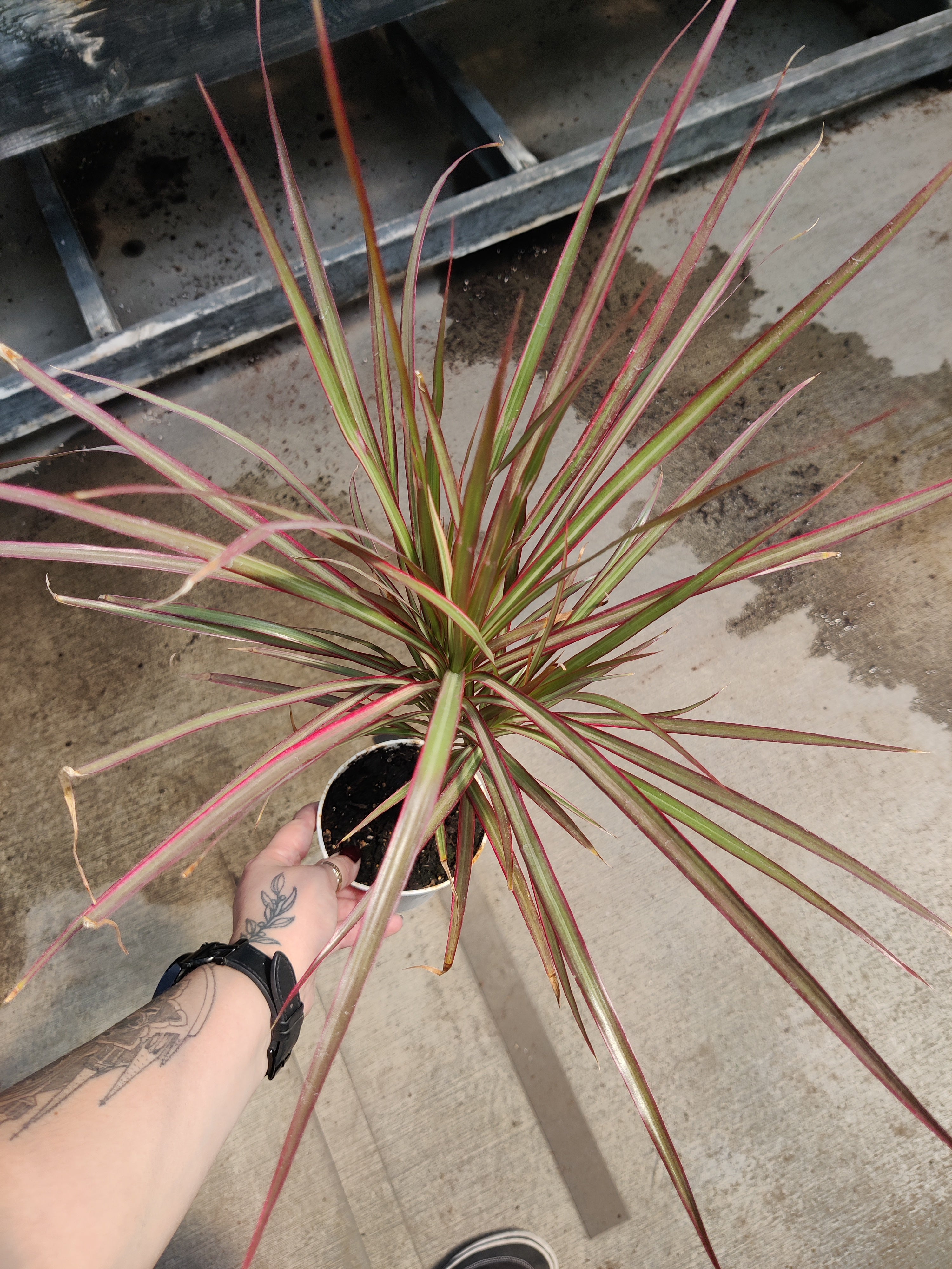 Dracaena, Red Princess