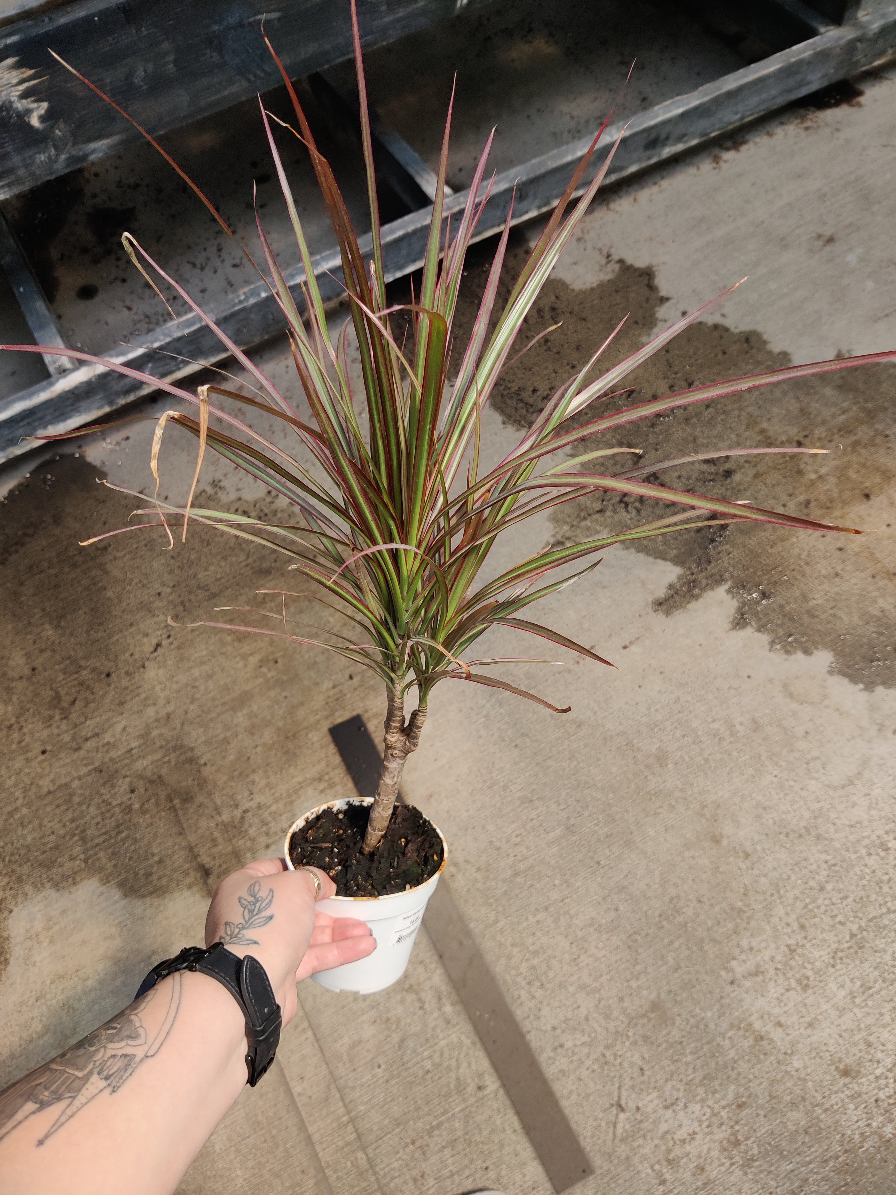 Dracaena, Red Princess